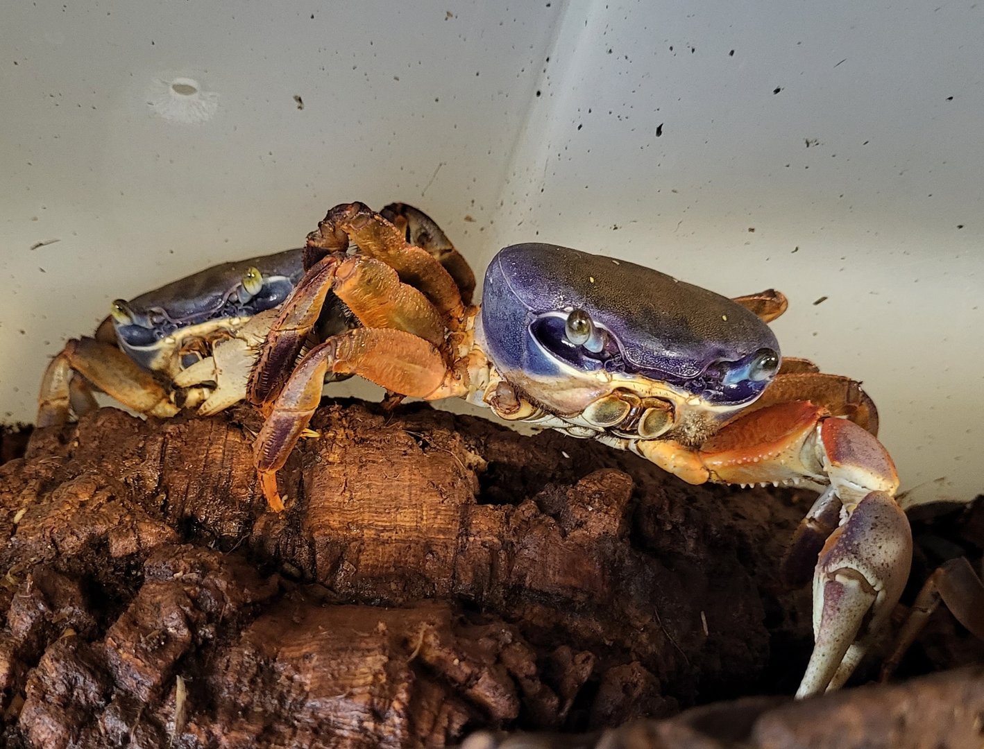 Patriot crabs (Cardisoma armatum)