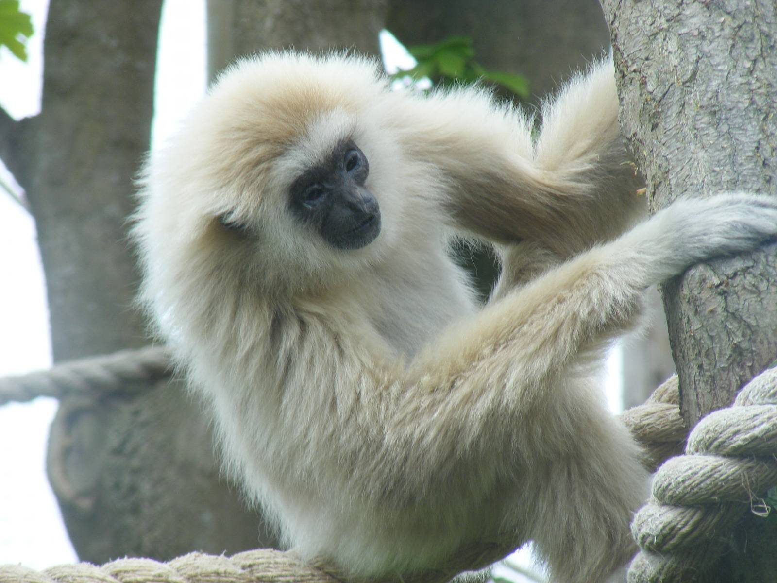 Pattani the lar gibbon at Drusillas Park, 23 May 2009