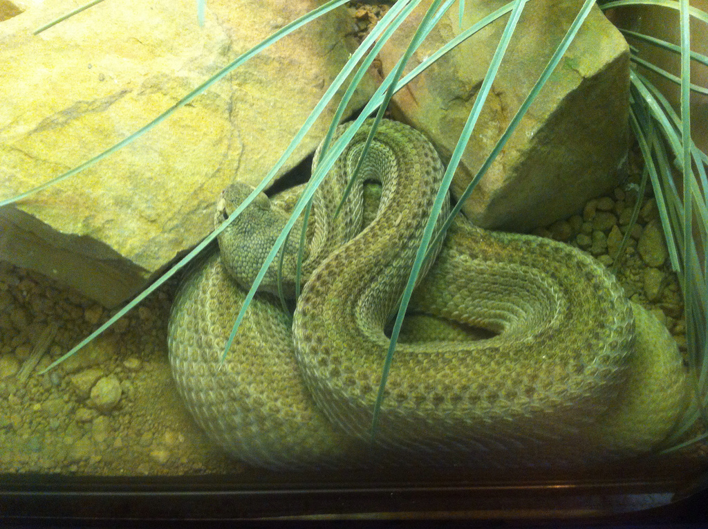 Patternless Western Diamondback Rattlesnake (Crotalus Atrox)
