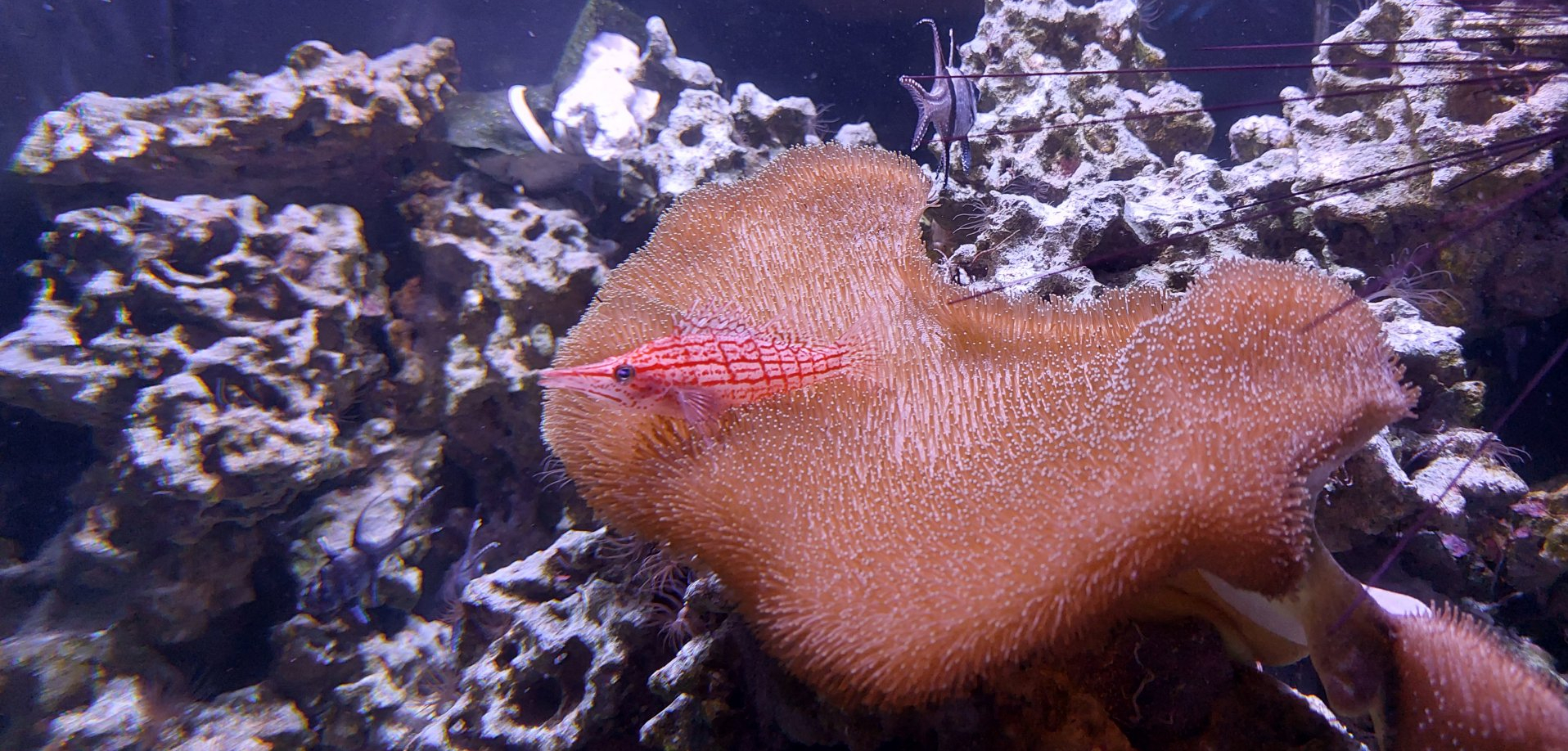 Patterns Saltwater Tank