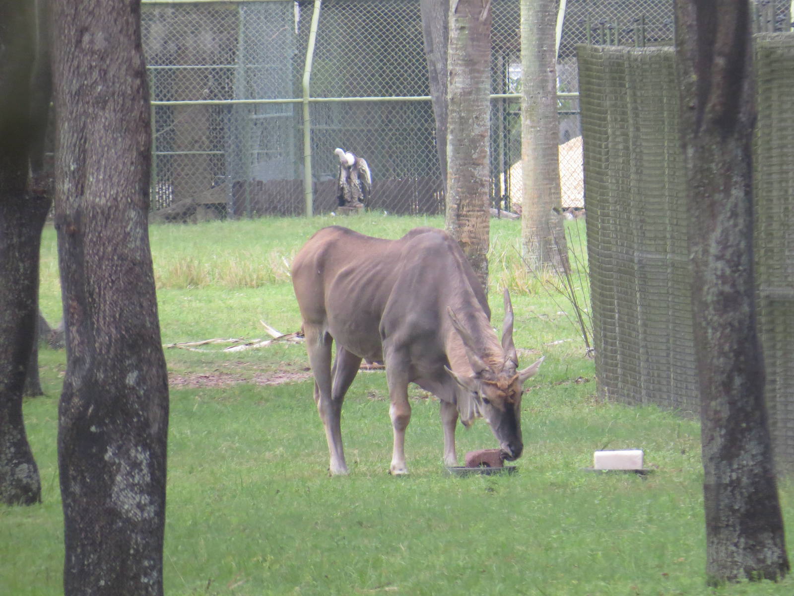 Patterson's eland, March 2015