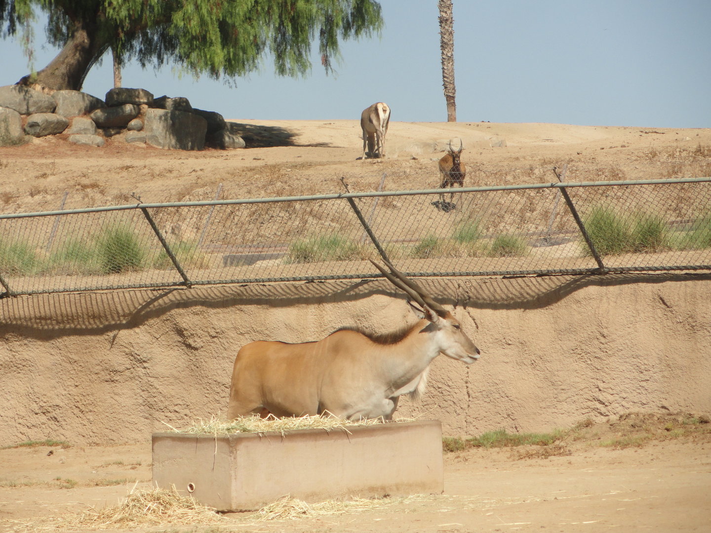 Patterson's Eland, Nile Lechwe, Bactrian Wapiti