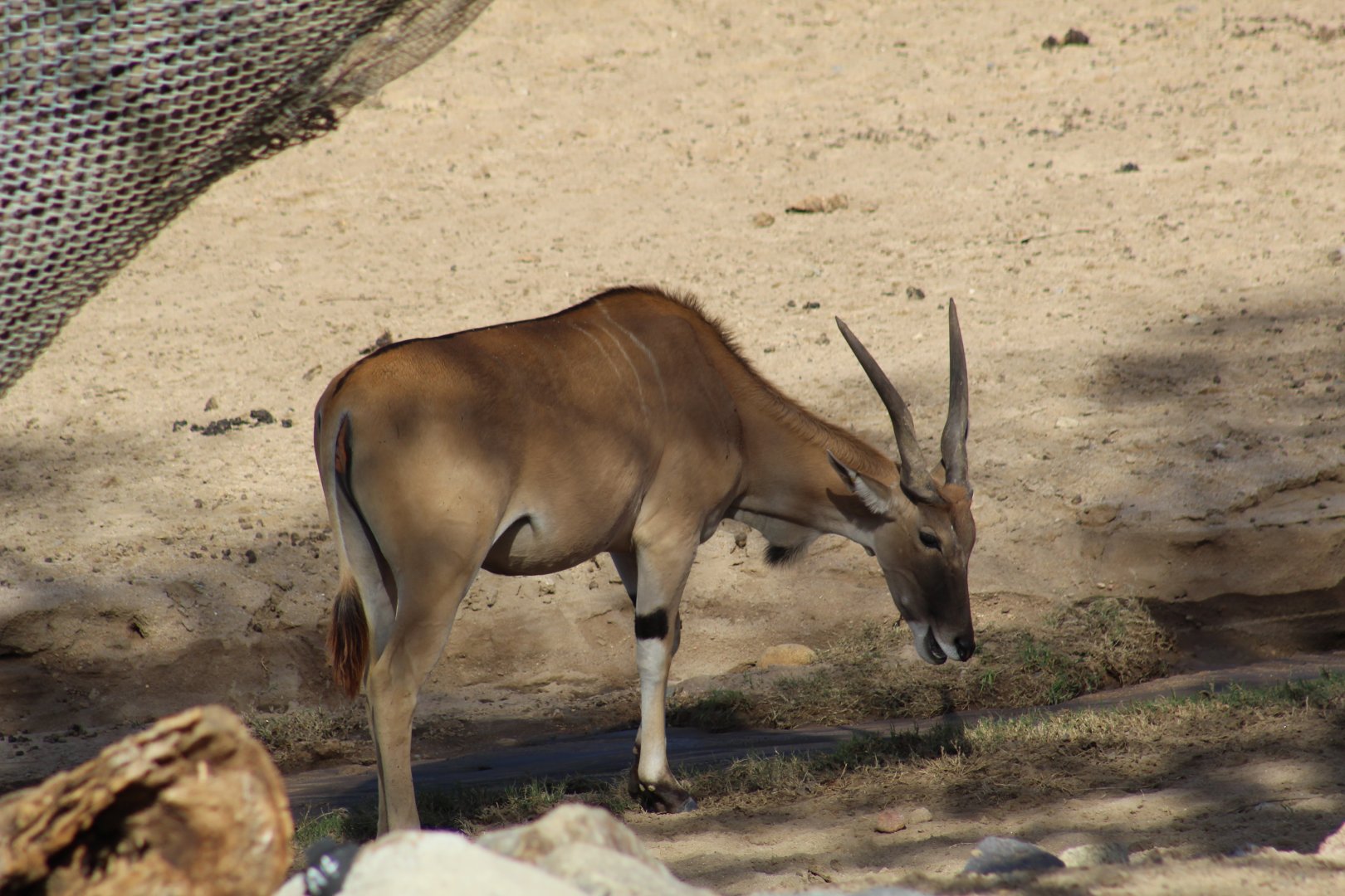 Patterson's Eland