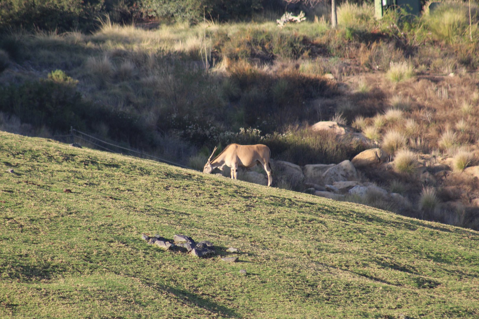 Patterson's Eland