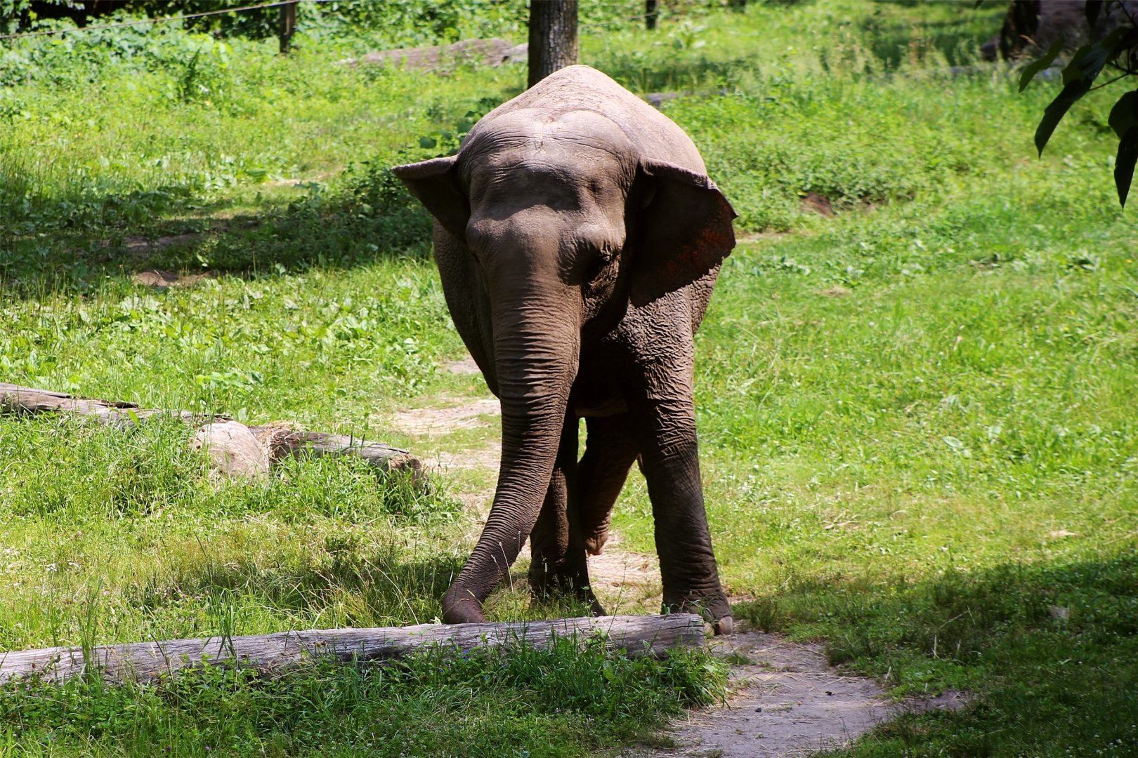 Patty the Asian elephant