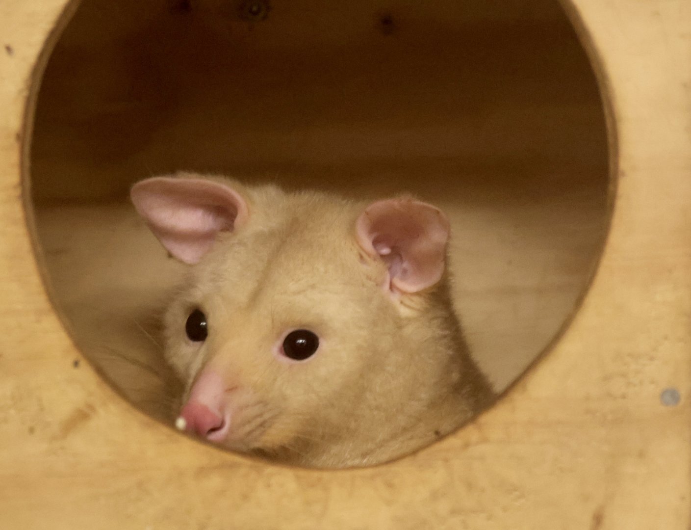 Paul - Golden Possum