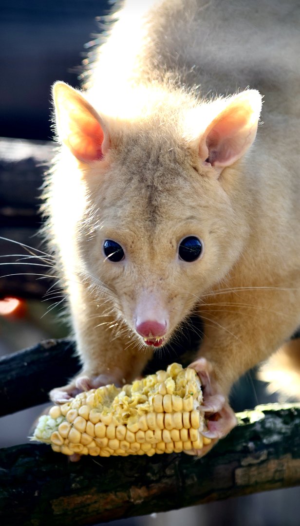 Pauline - Golden Possum