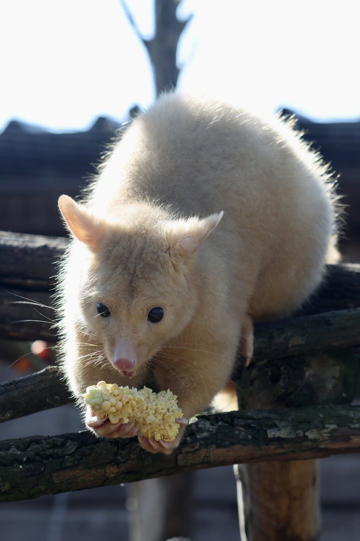 Pauline - Golden Possum