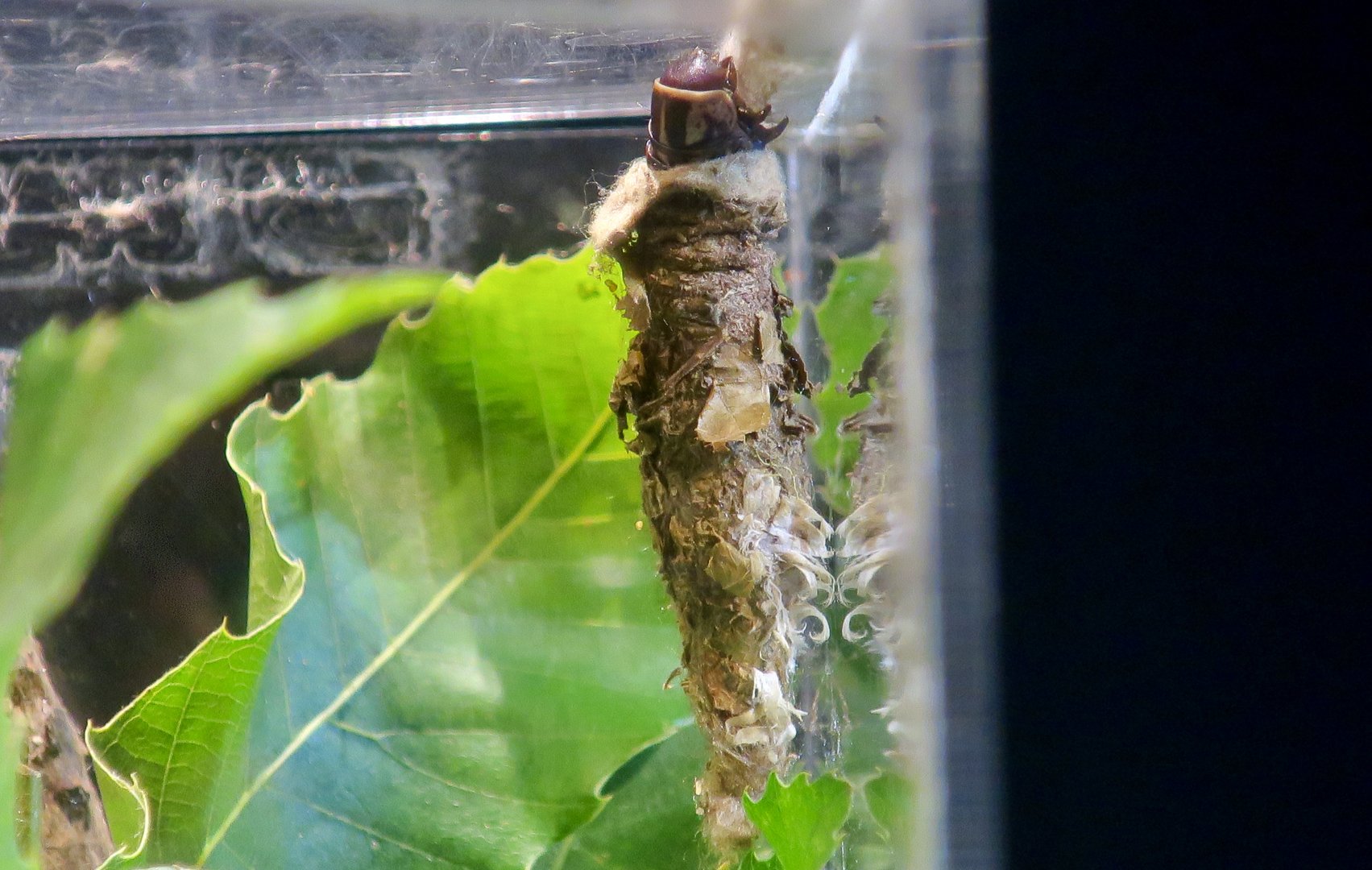 Paulonia Bagworm Moth (Eumeta variegata) larva
