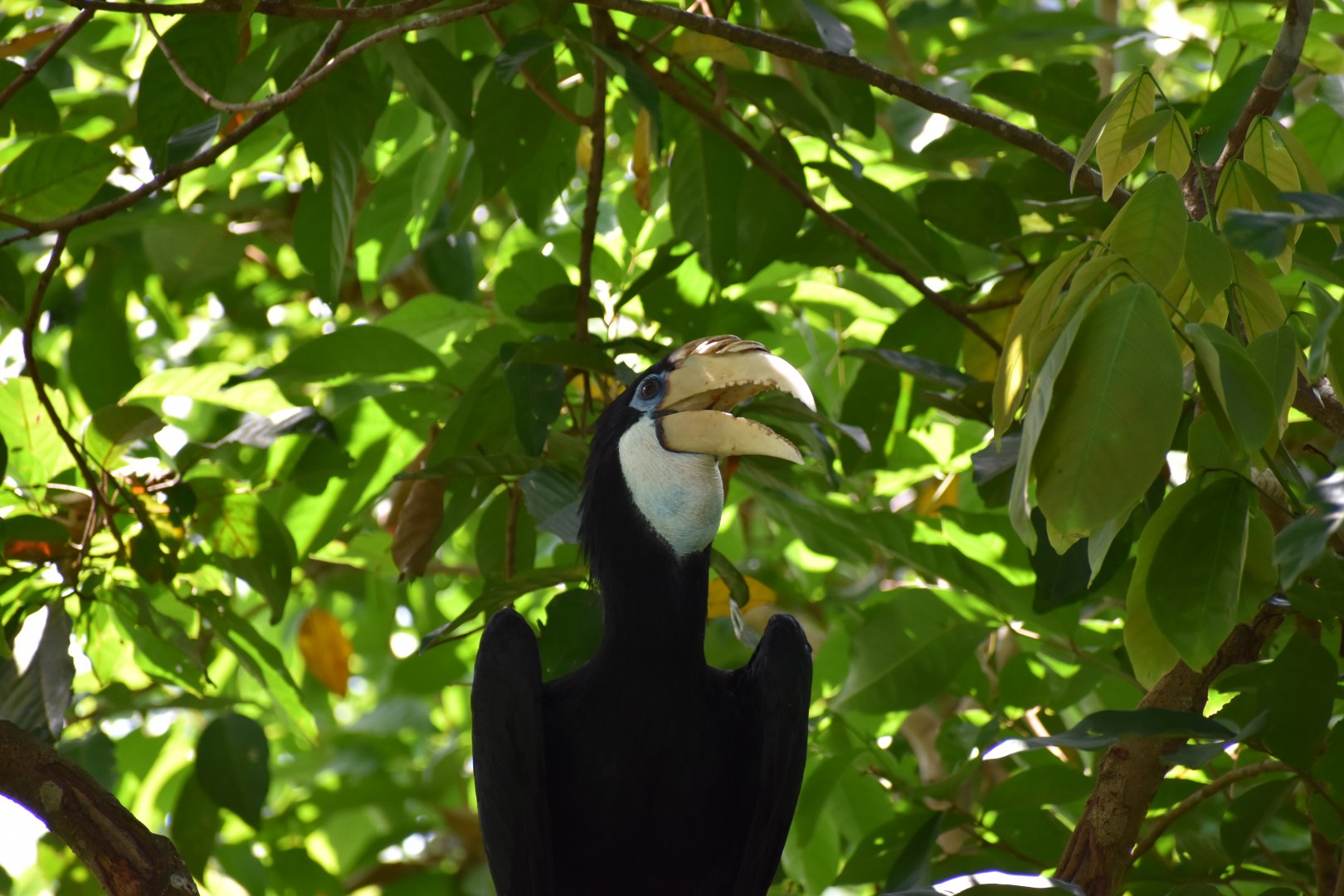 Paupan Hornbill