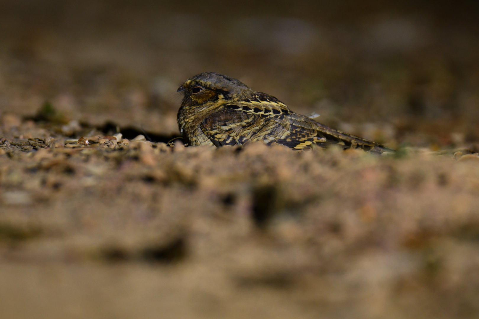 Pauraque (Nyctidromus albicollis)