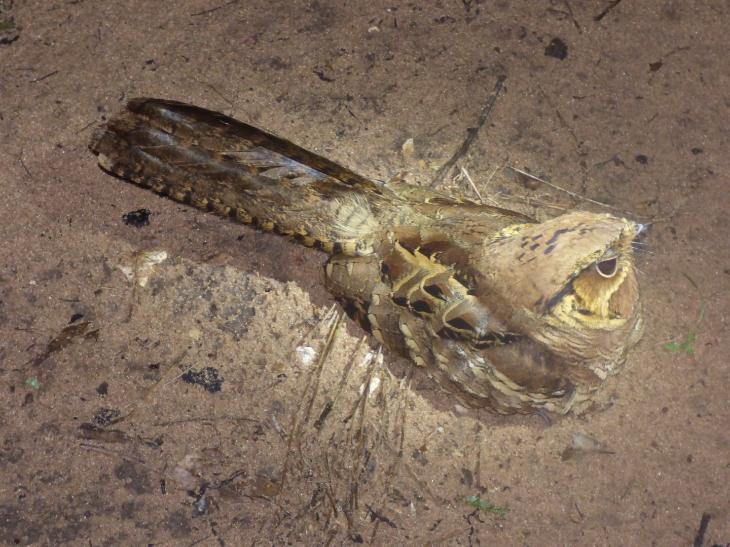 Pauraque (Nyctidromus albicollis)