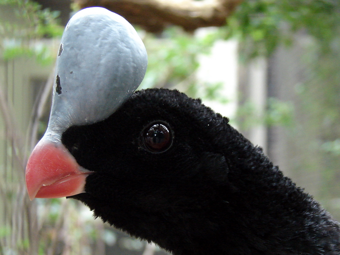 Pauxi pauxi / Northern helmeted curassow (male)