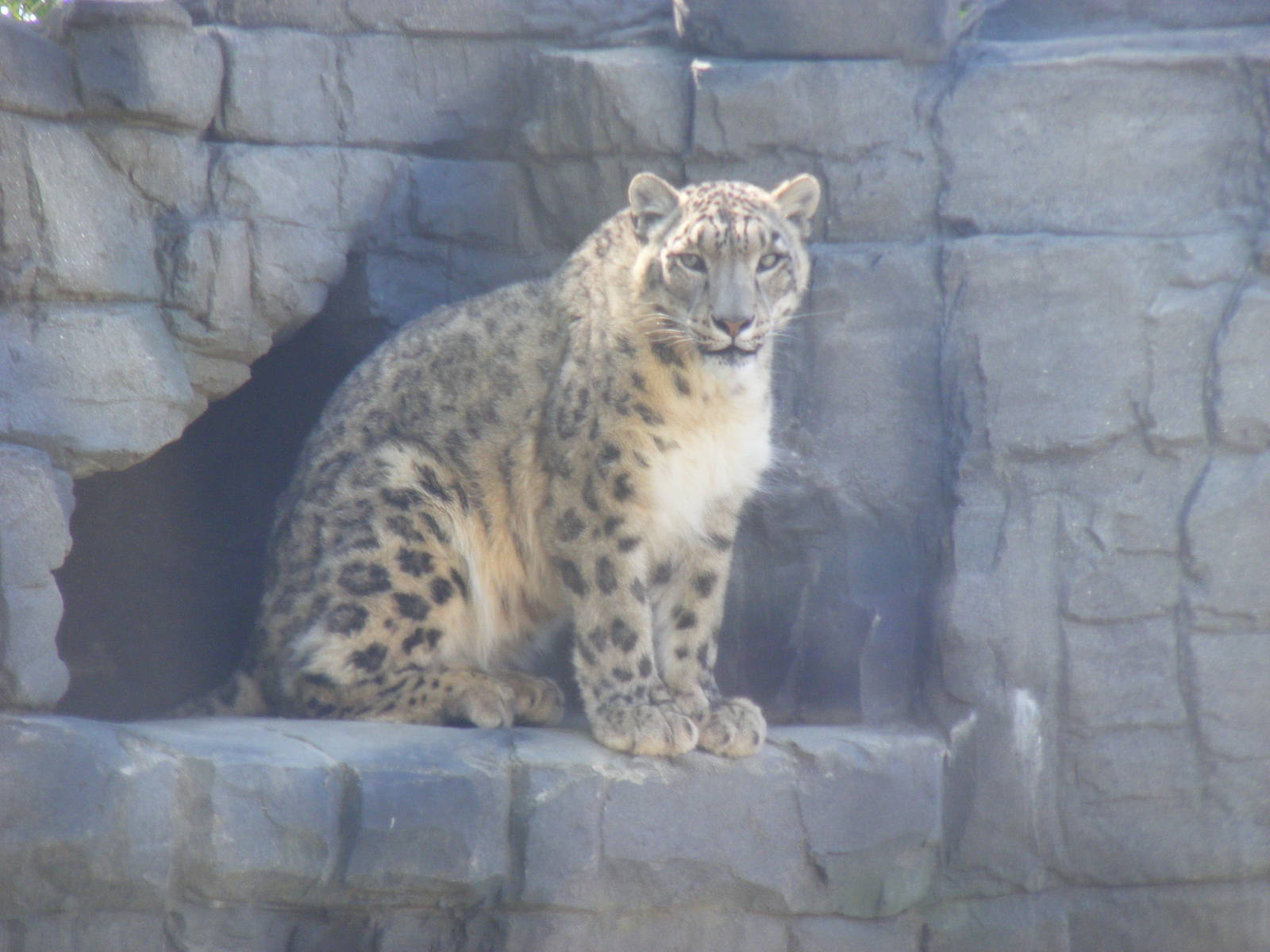 Pavan the snow leopard at Lakeland Wildlife Oasis, 14 June 2011