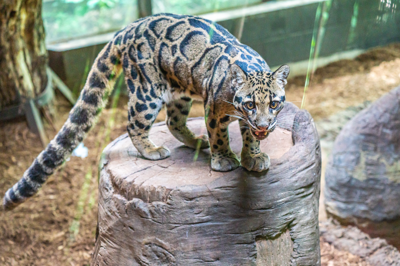 Pavarti the female Clouded Leopard