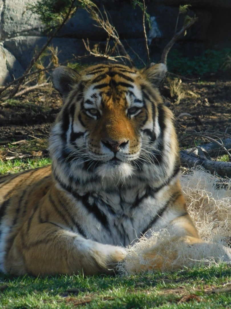 Pavel Male Amur Tiger (Panthera tigris tigris) March 2022