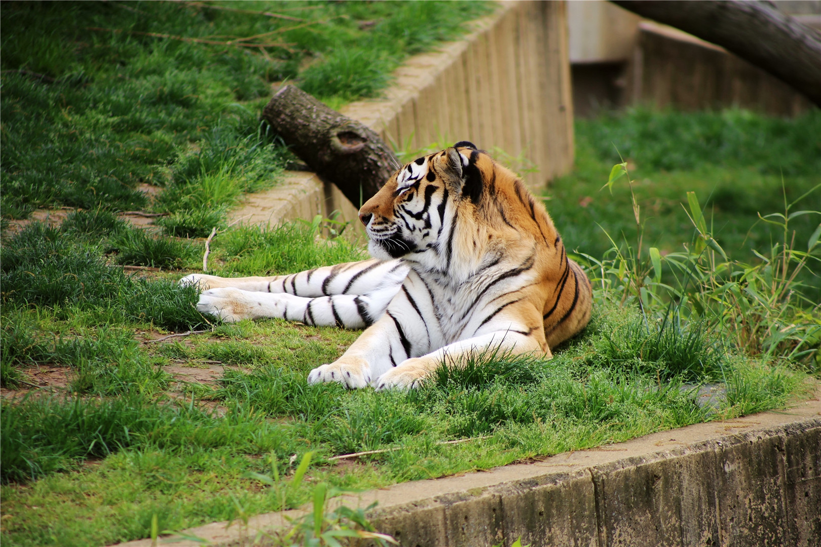 Pavel the Amur Tiger