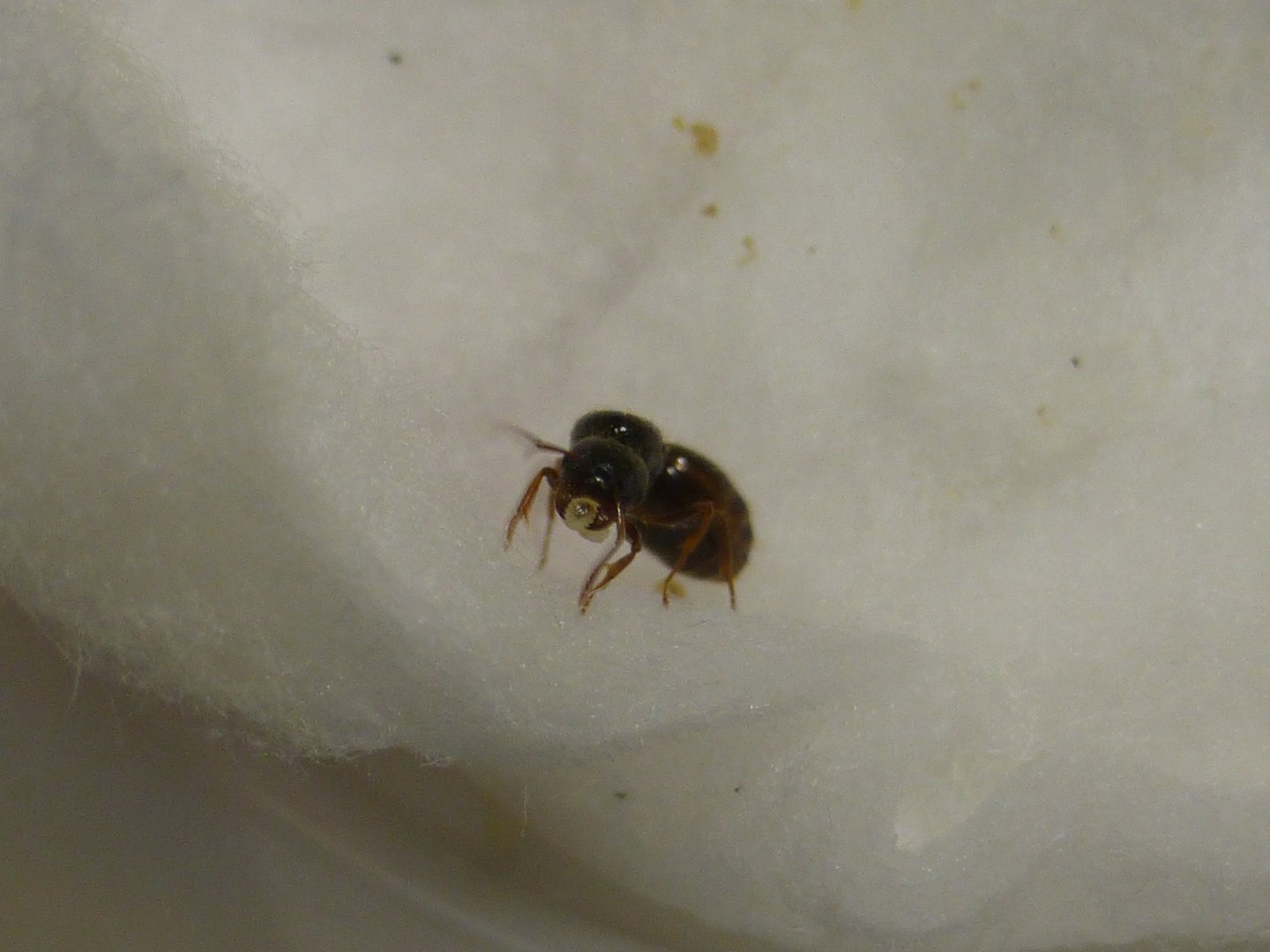 Pavement ant queen Tetramorium immigrans