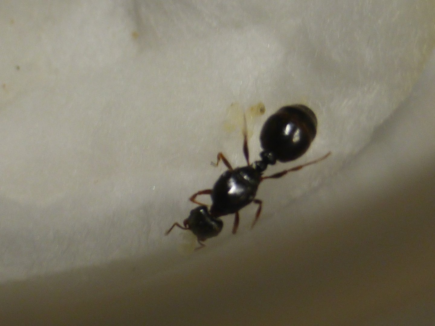 Pavement ant queen Tetramorium immigrans