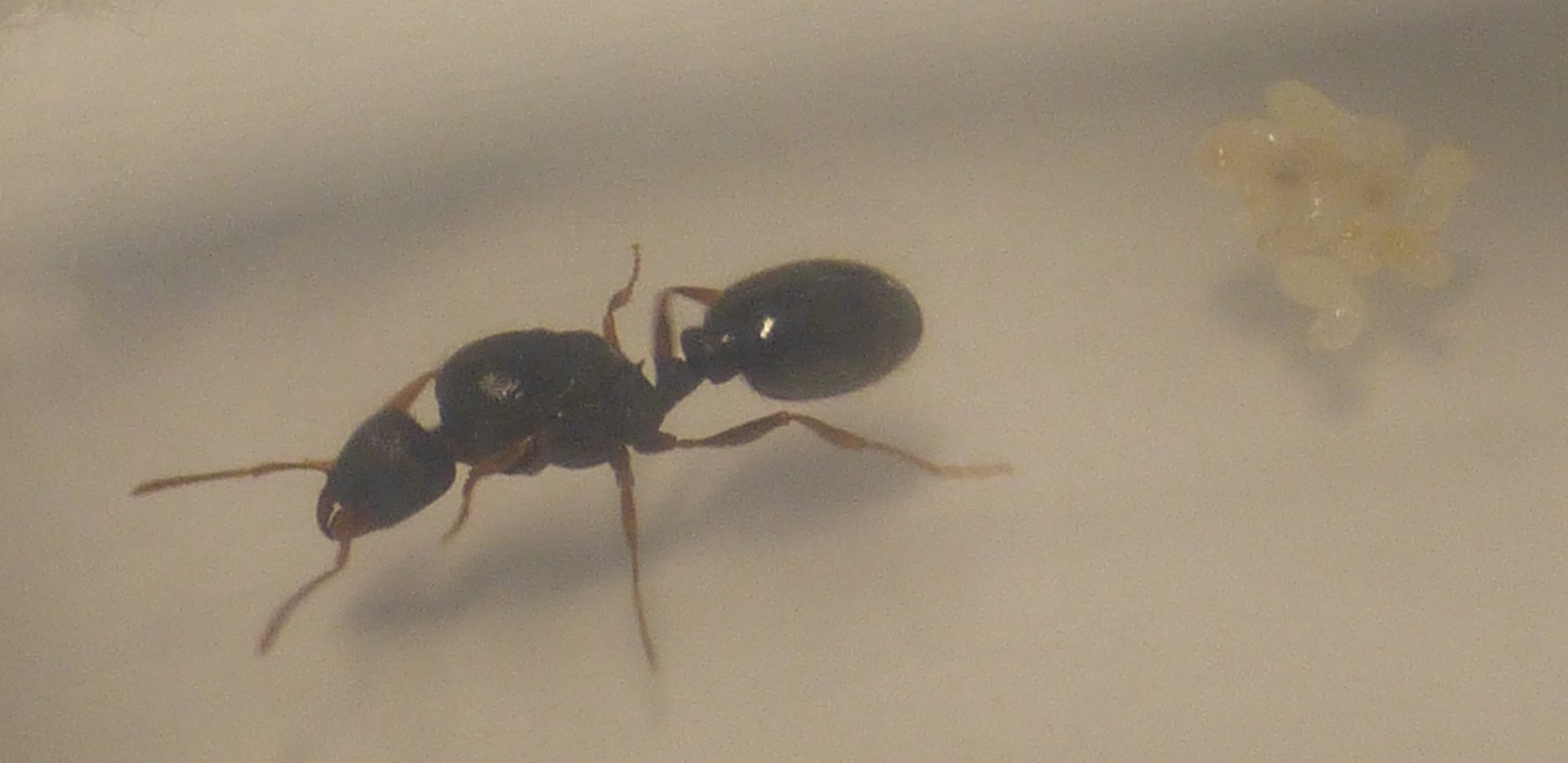 Pavement ant queen Tetramorium immigrans