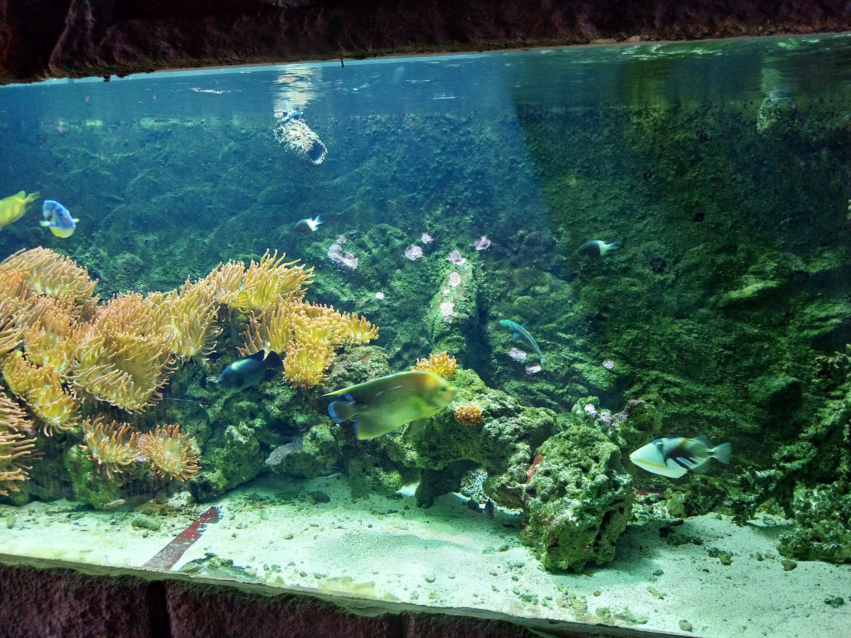 Pavilion of Cold-blooded Animals - Aquarium 1