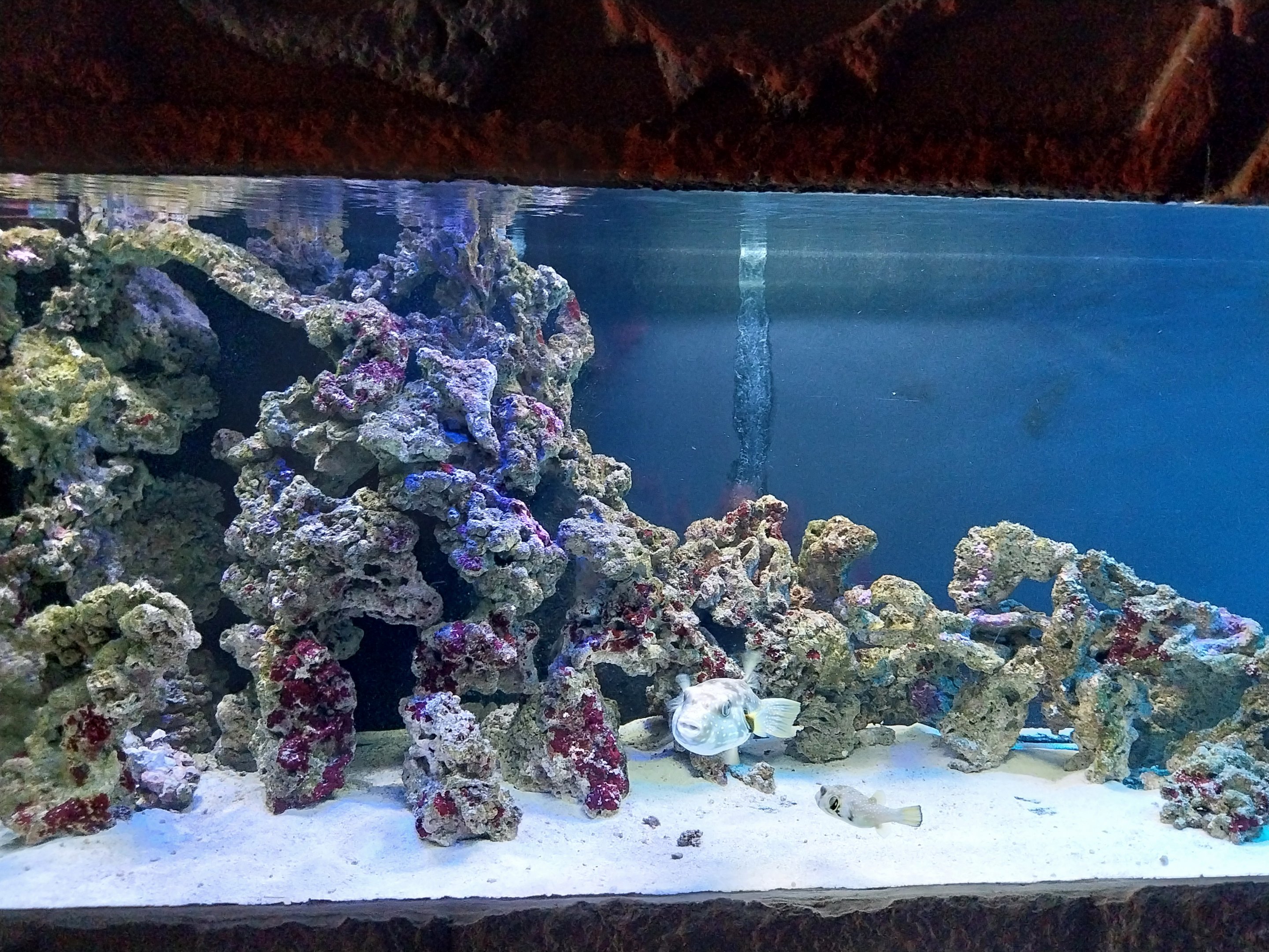 Pavilion of Cold-blooded Animals - Aquarium 2