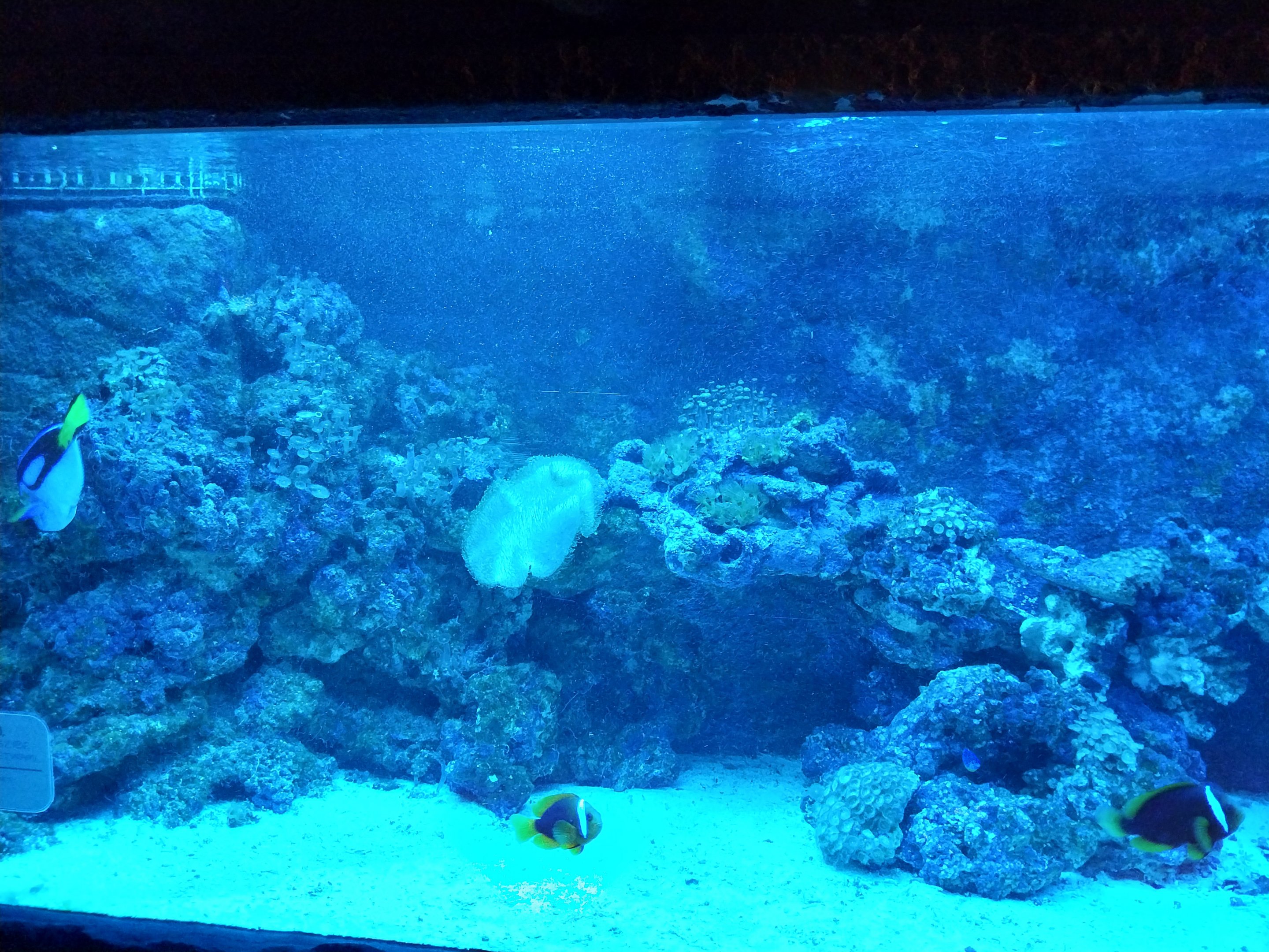 Pavilion of Cold-blooded Animals - Aquarium 3