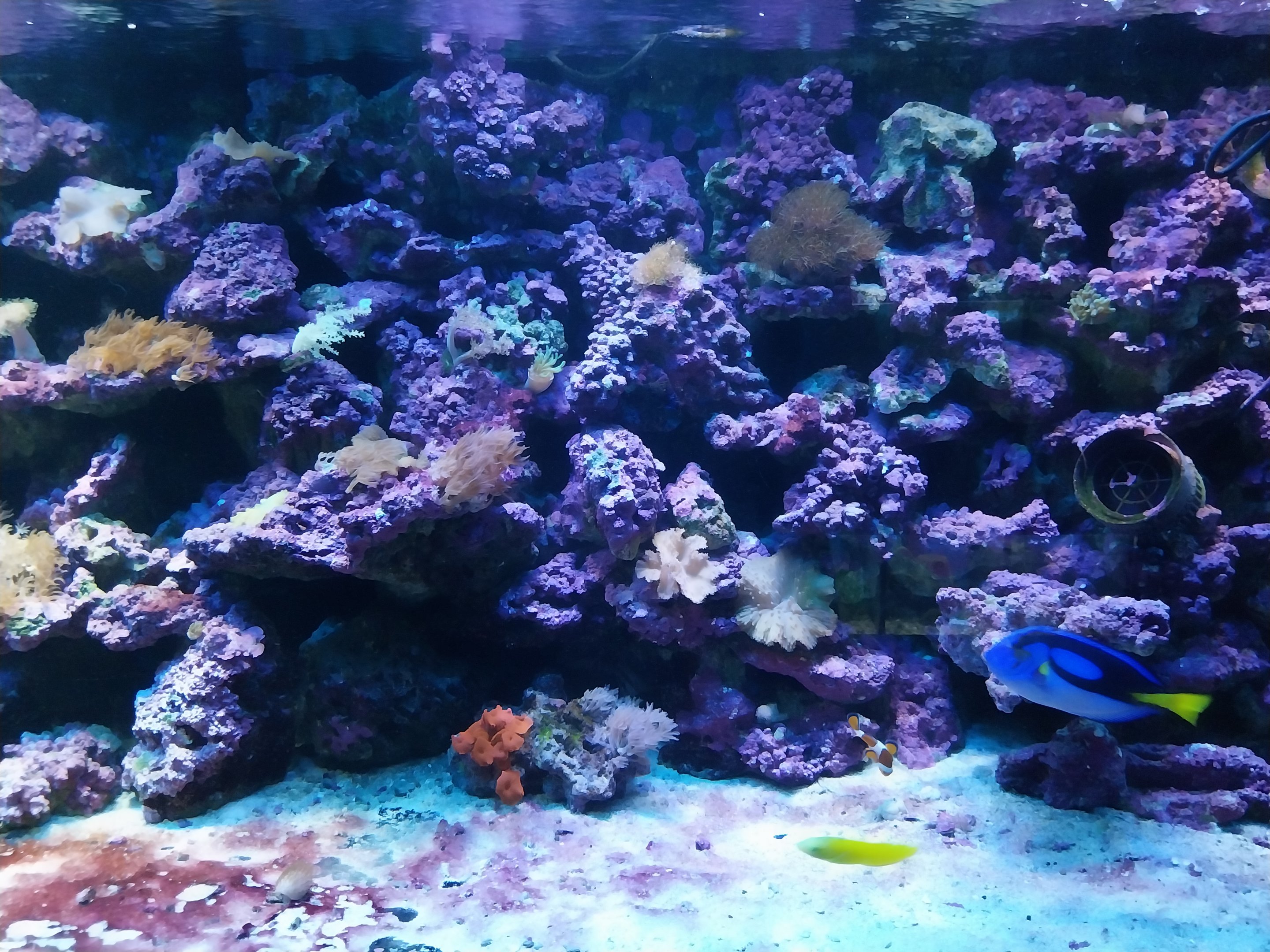 Pavilion of Cold-blooded Animals - Aquarium 4