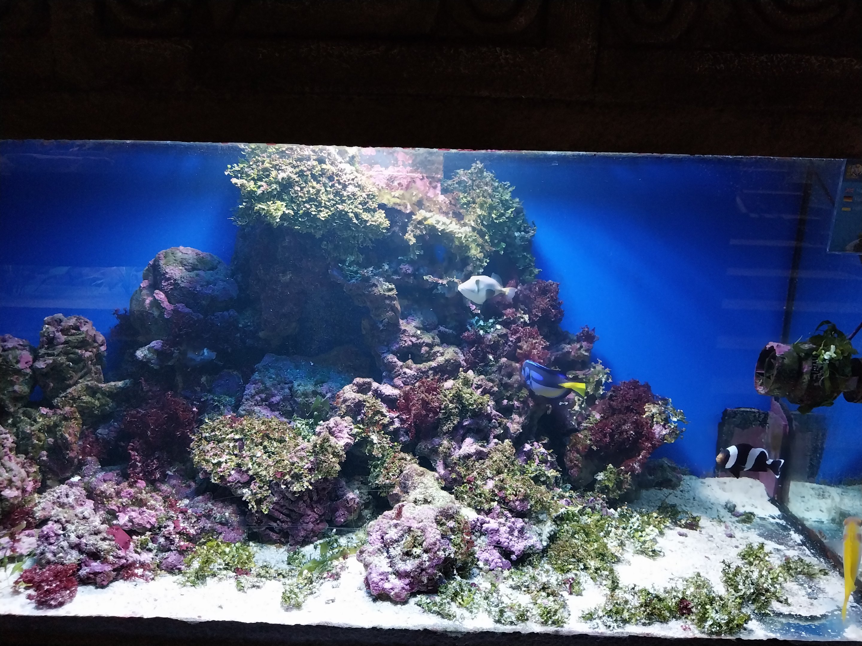 Pavilion of Cold-blooded Animals - Aquarium