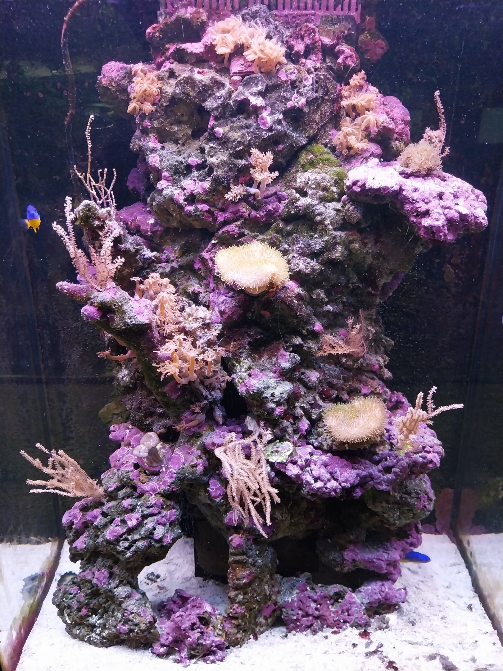 Pavilion of Cold-blooded Animals - Azure Damselfish (Chrysiptera hemicyanea) and Electric Blue Hermit Crab (Calcinus elegans)