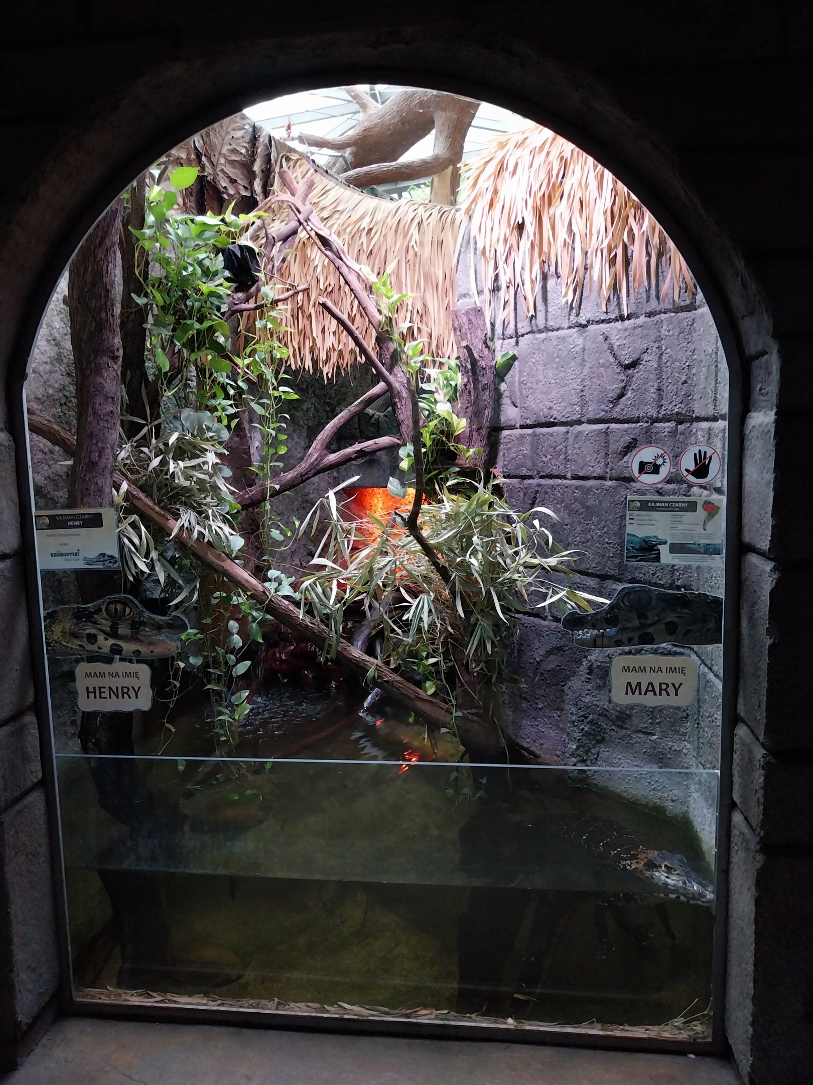 Pavilion of Cold-blooded Animals - Black Caiman (Melanosuchus niger)