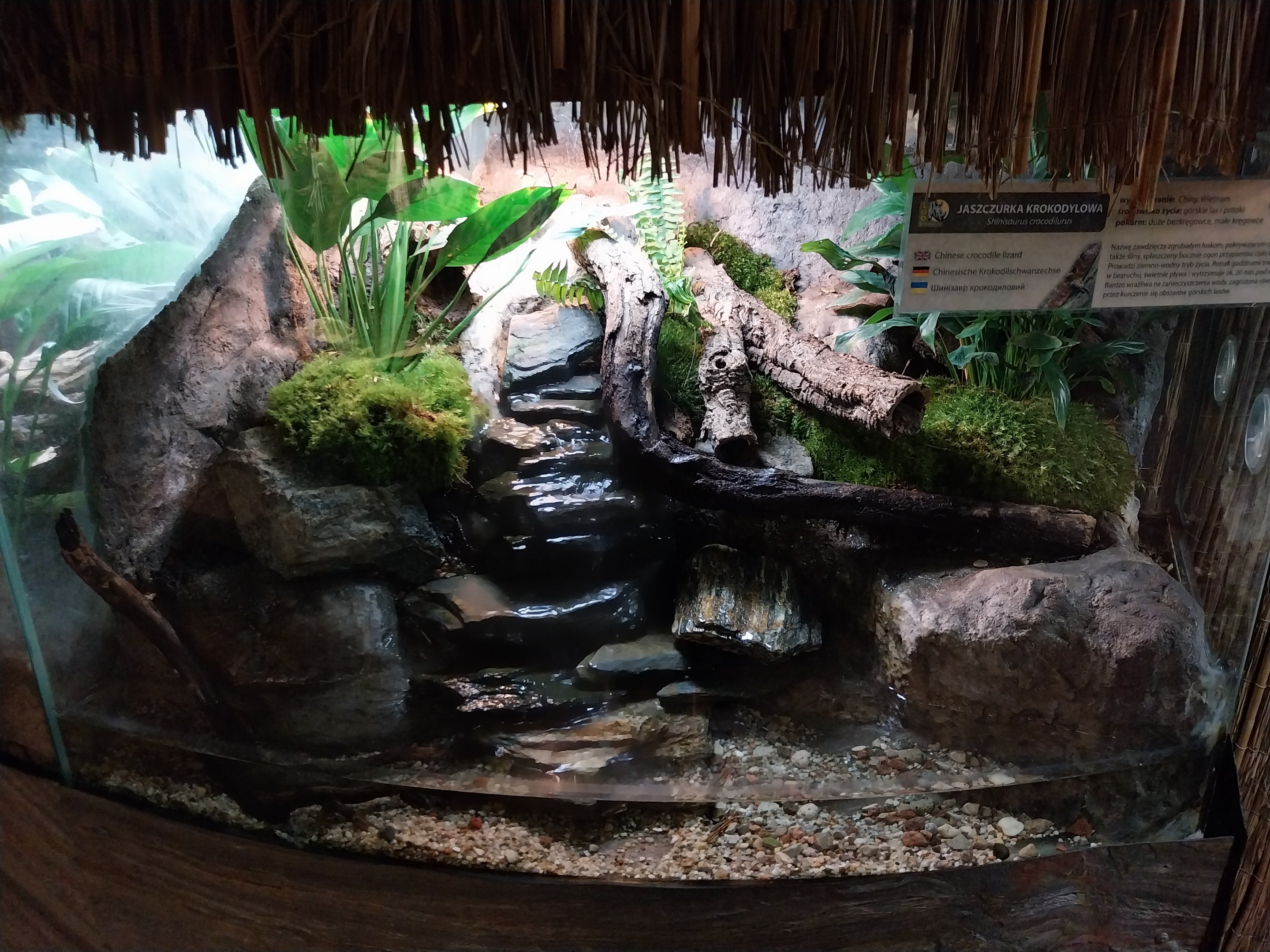 Pavilion of Cold-blooded Animals - Chinese Crocodile Lizard (Shinisaurus crocodilurus)