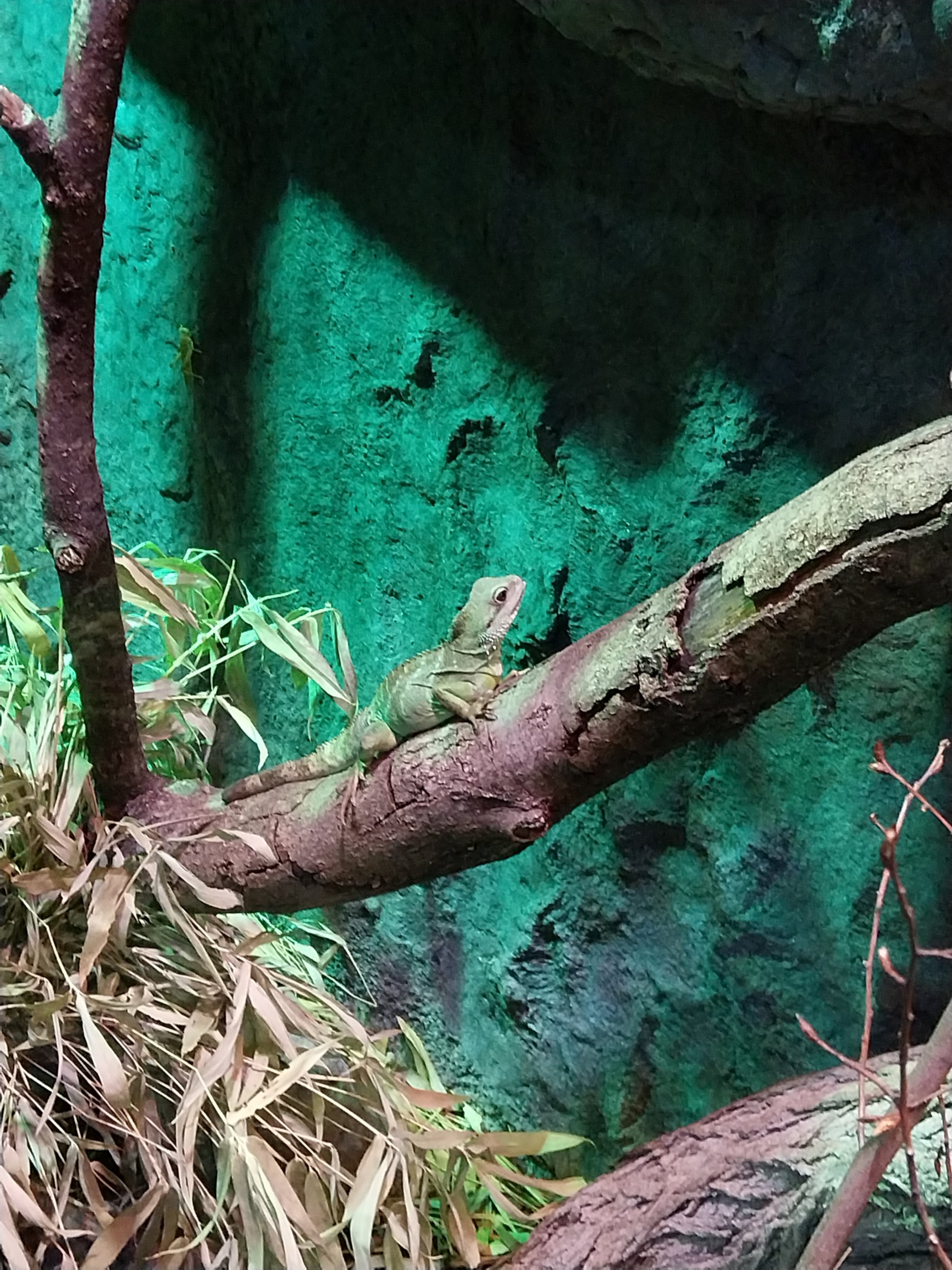 Pavilion of Cold-blooded Animals - Chinese Water Dragon (Physignathus cocincinus)