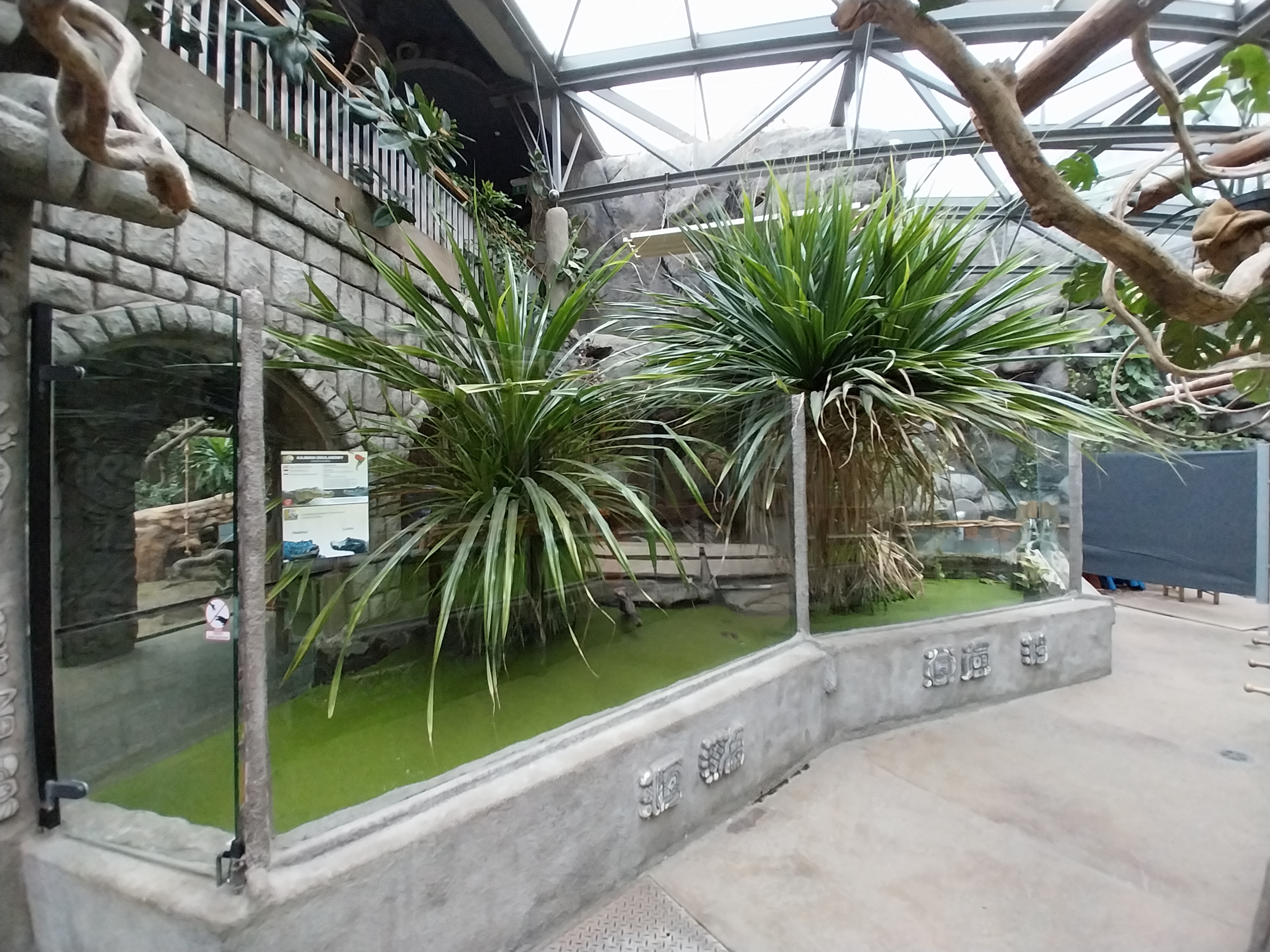 Pavilion of Cold-blooded Animals - Colombia Spectacled Caiman (Caiman crocodilus crocodilus)