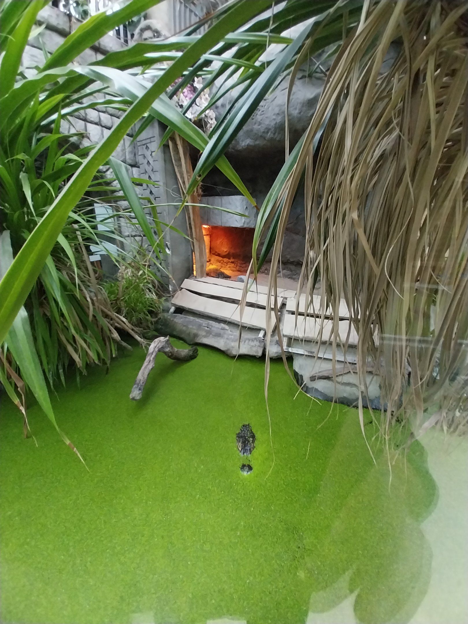 Pavilion of Cold-blooded Animals - Colombia Spectacled Caiman (Caiman crocodilus crocodilus)