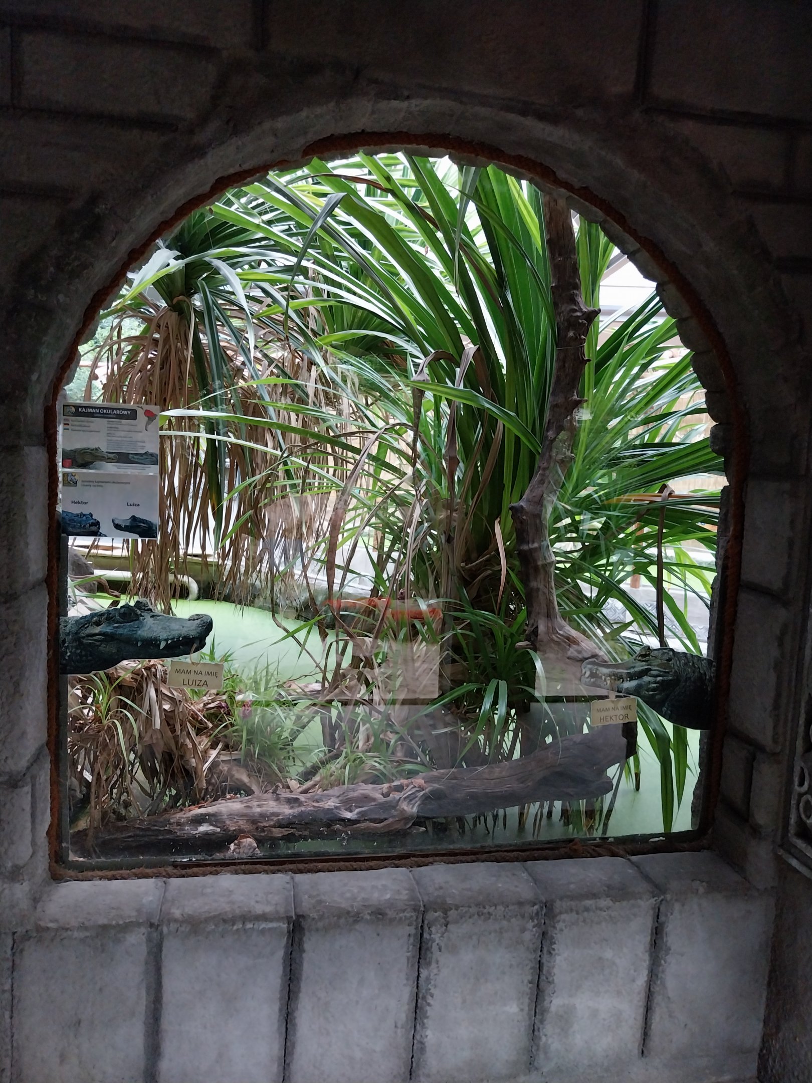 Pavilion of Cold-blooded Animals - Colombia Spectacled Caiman (Caiman crocordilus crocodilus)