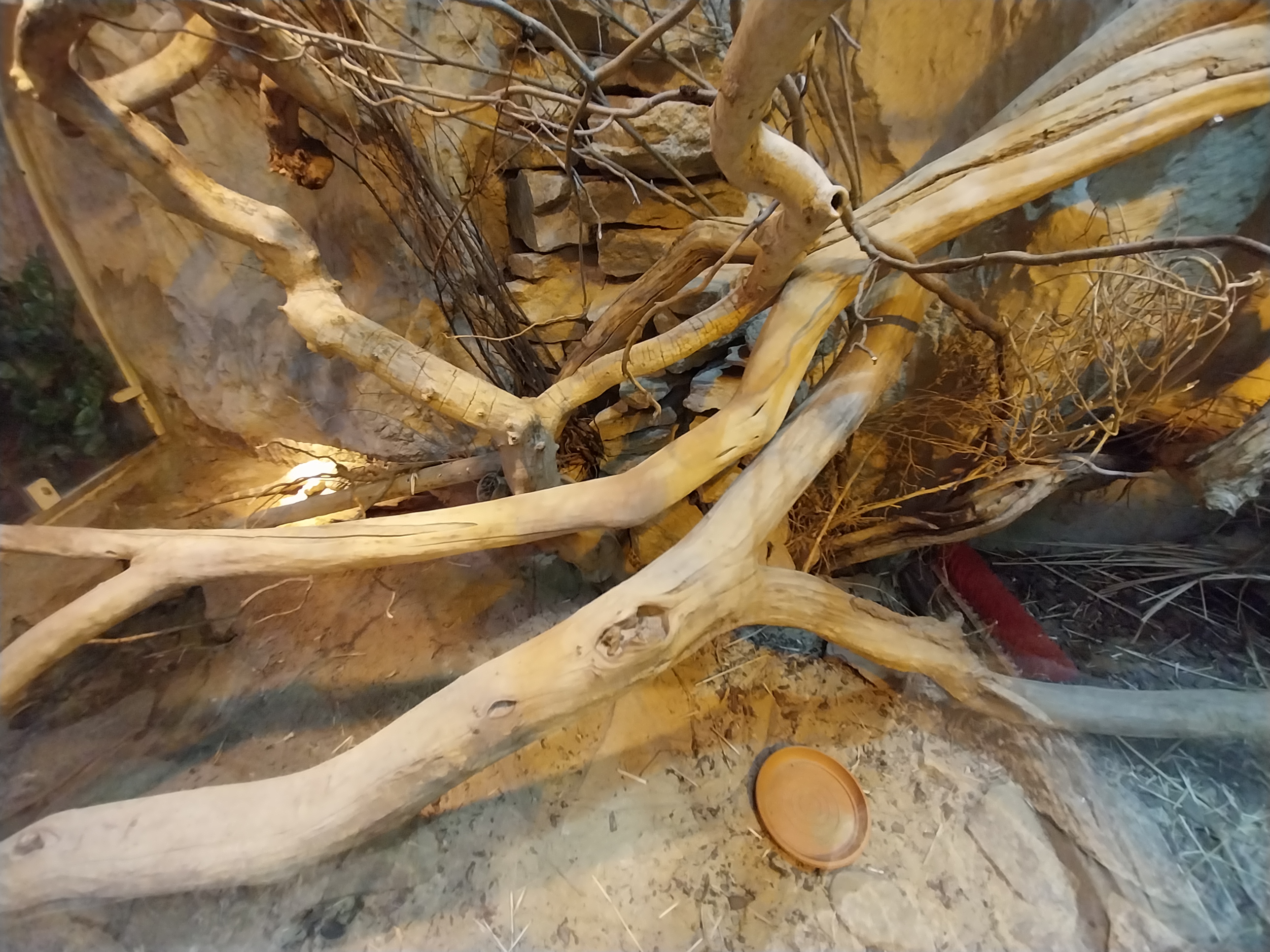 Pavilion of Cold-blooded Animals - Cuban Rock Iguana (Cyclura nubila) and Eastern Mud Turtle (Kinosternon subrubrum)