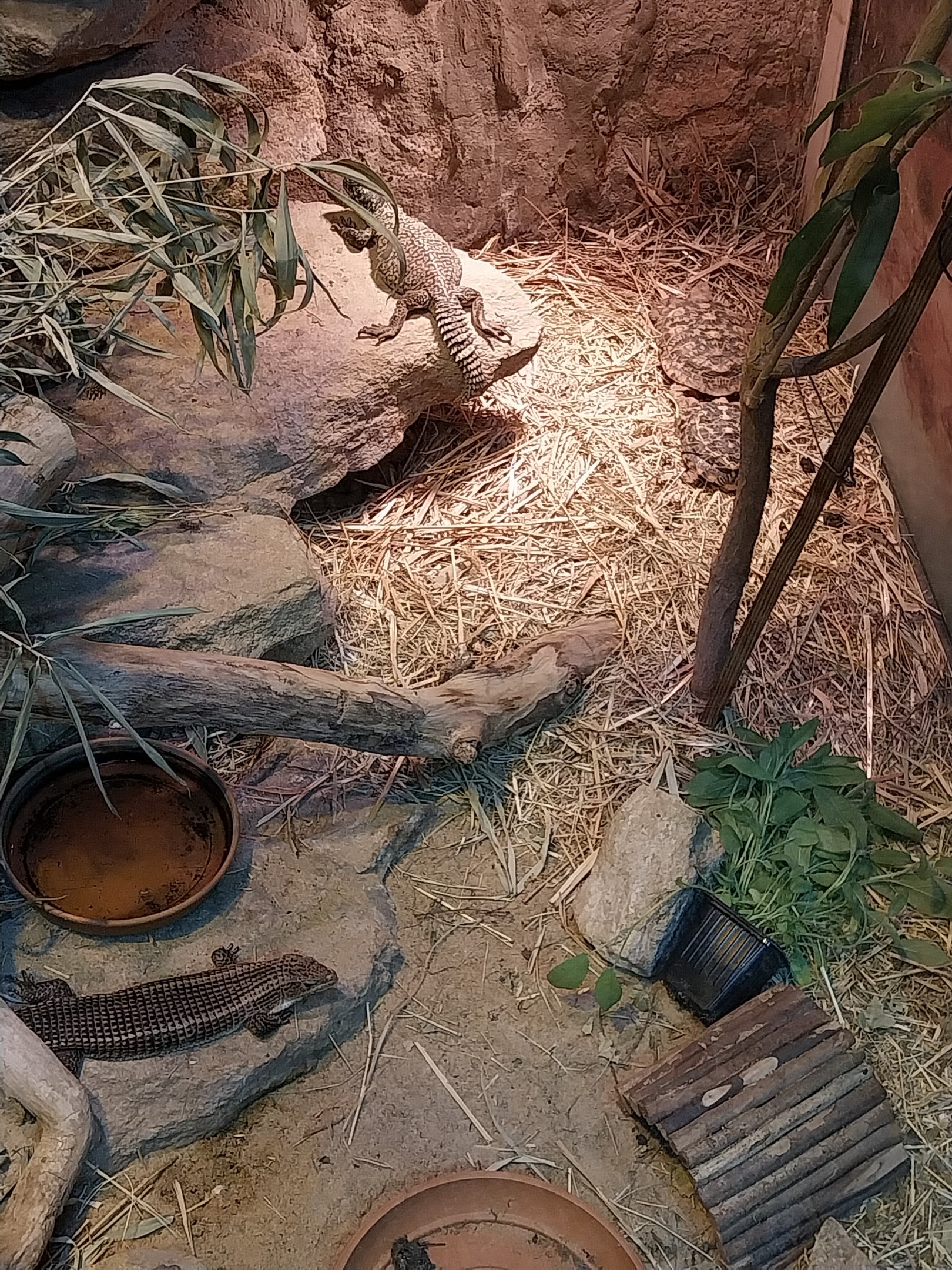 Pavilion of Cold-blooded Animals - Deserts - Rough-scaled Plated Lizard (Broadleysaurus major) and North-African Mastigure (Uromastyx acanthinura)