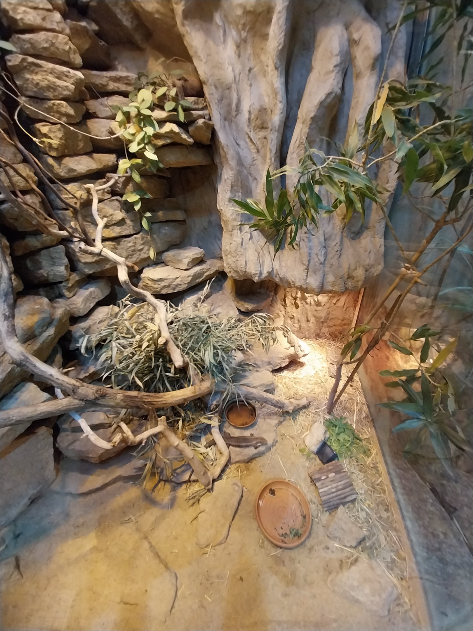 Pavilion of Cold-blooded Animals - Deserts