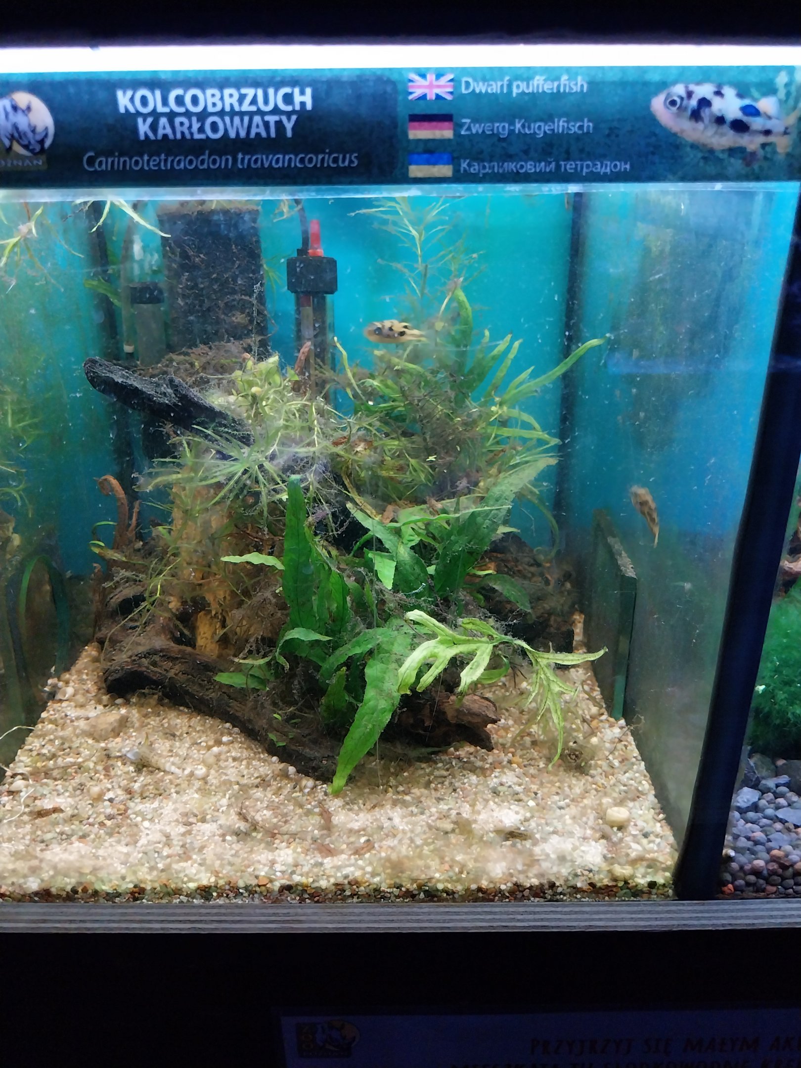 Pavilion of Cold-blooded Animals - Dwarf Pufferfish (Carinotetraodon travancoricus)