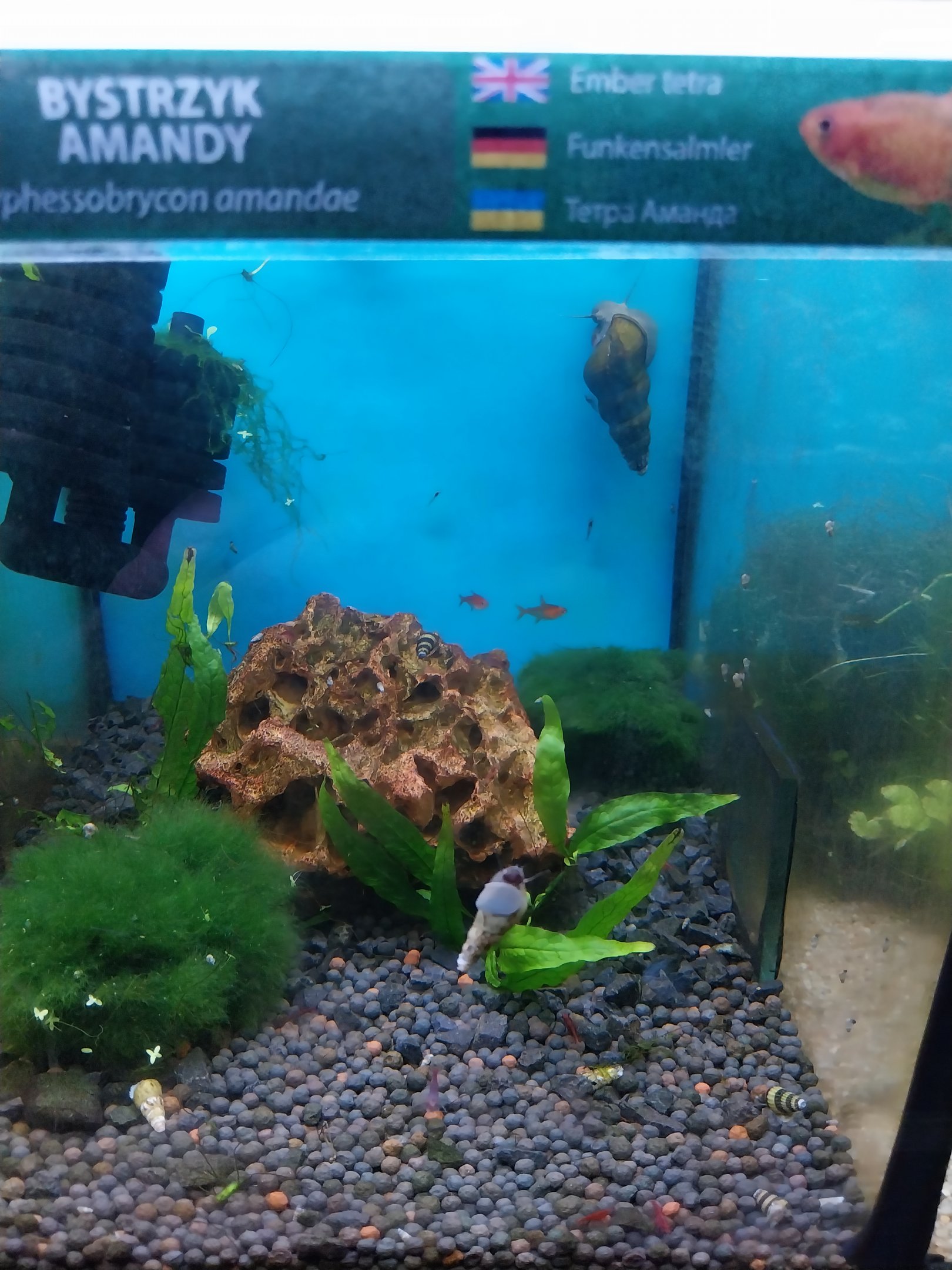 Pavilion of Cold-blooded Animals - Ember Tetra (Hyphessobrycon amandae)