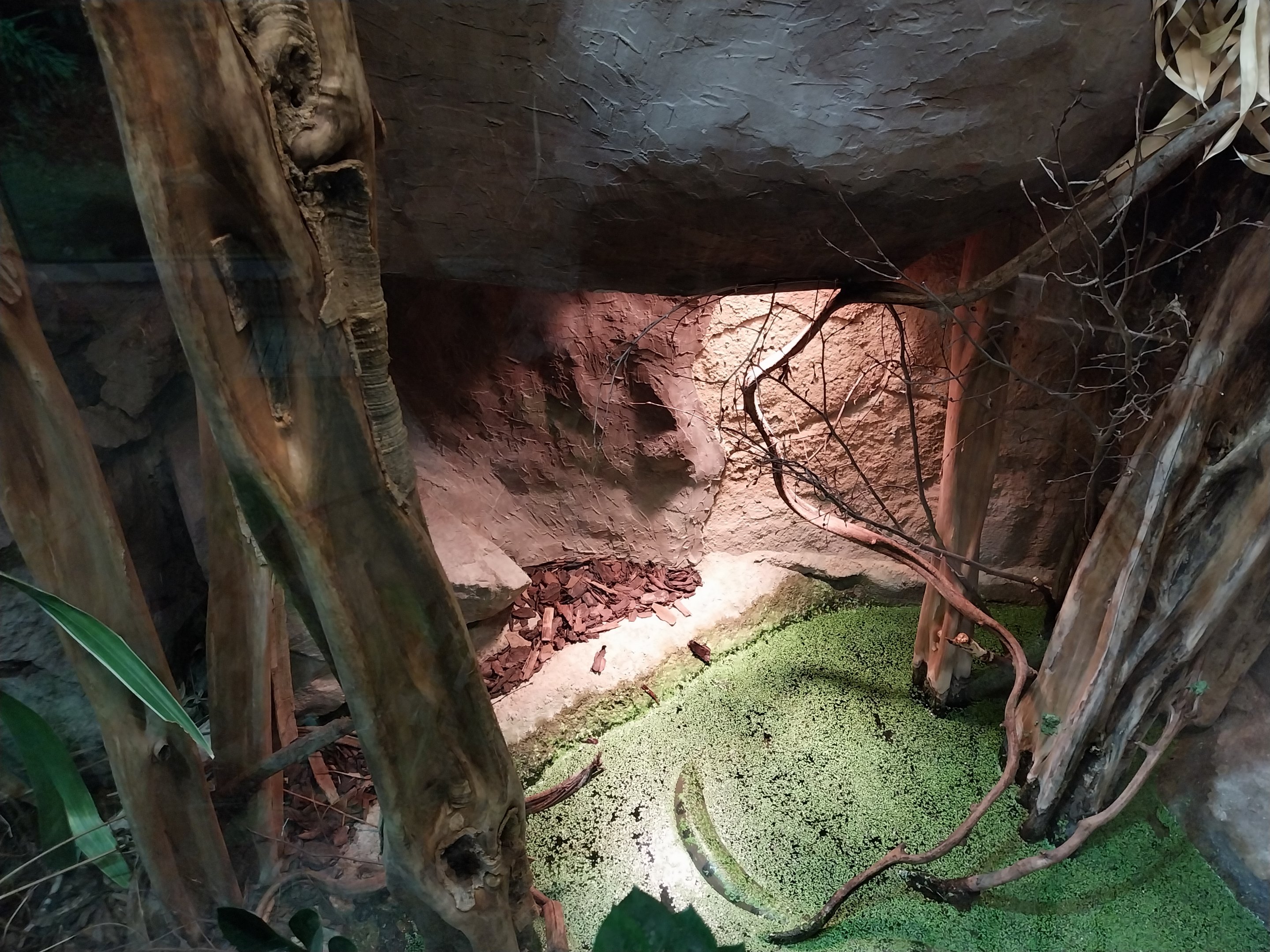 Pavilion of Cold-blooded Animals - Green Ananconda (Eunectes murinus)