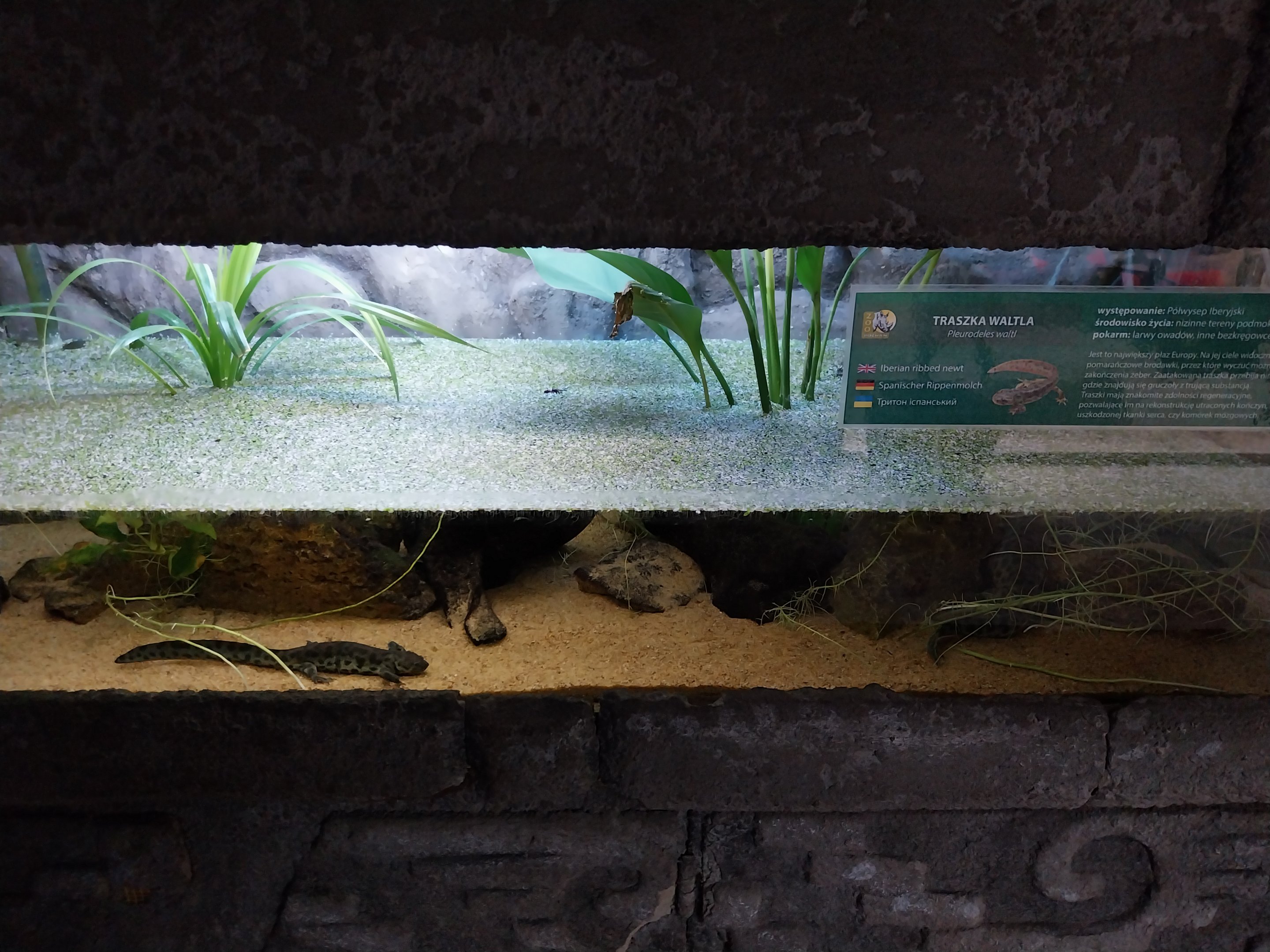 Pavilion of Cold-blooded Animals - Iberian Ribbed Newt (Pleurodeles waltl)