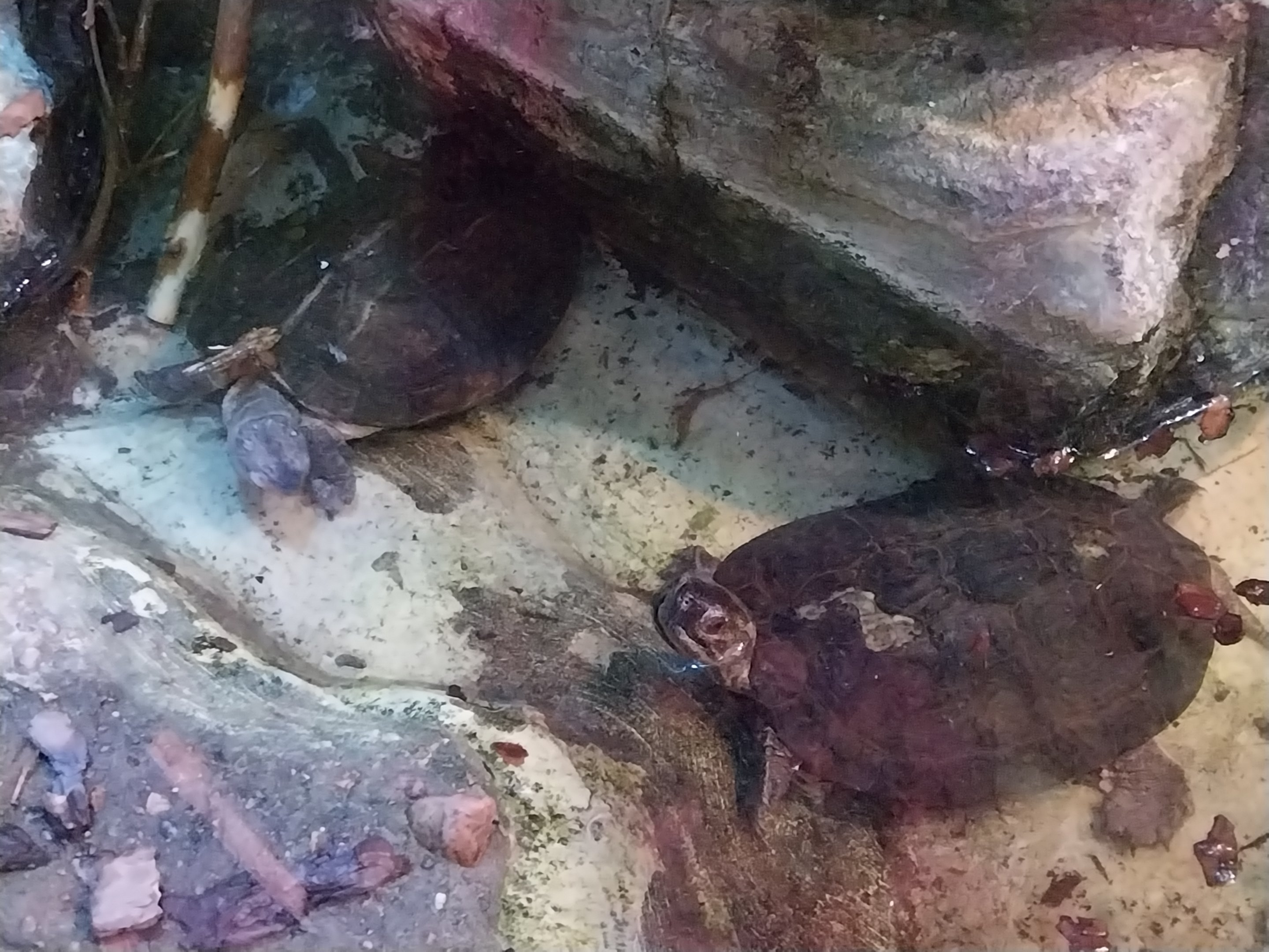 Pavilion of Cold-blooded Animals - Indian Black Turtle (Melanochelys trijuga) and Green Iguana (Iguana iguana)