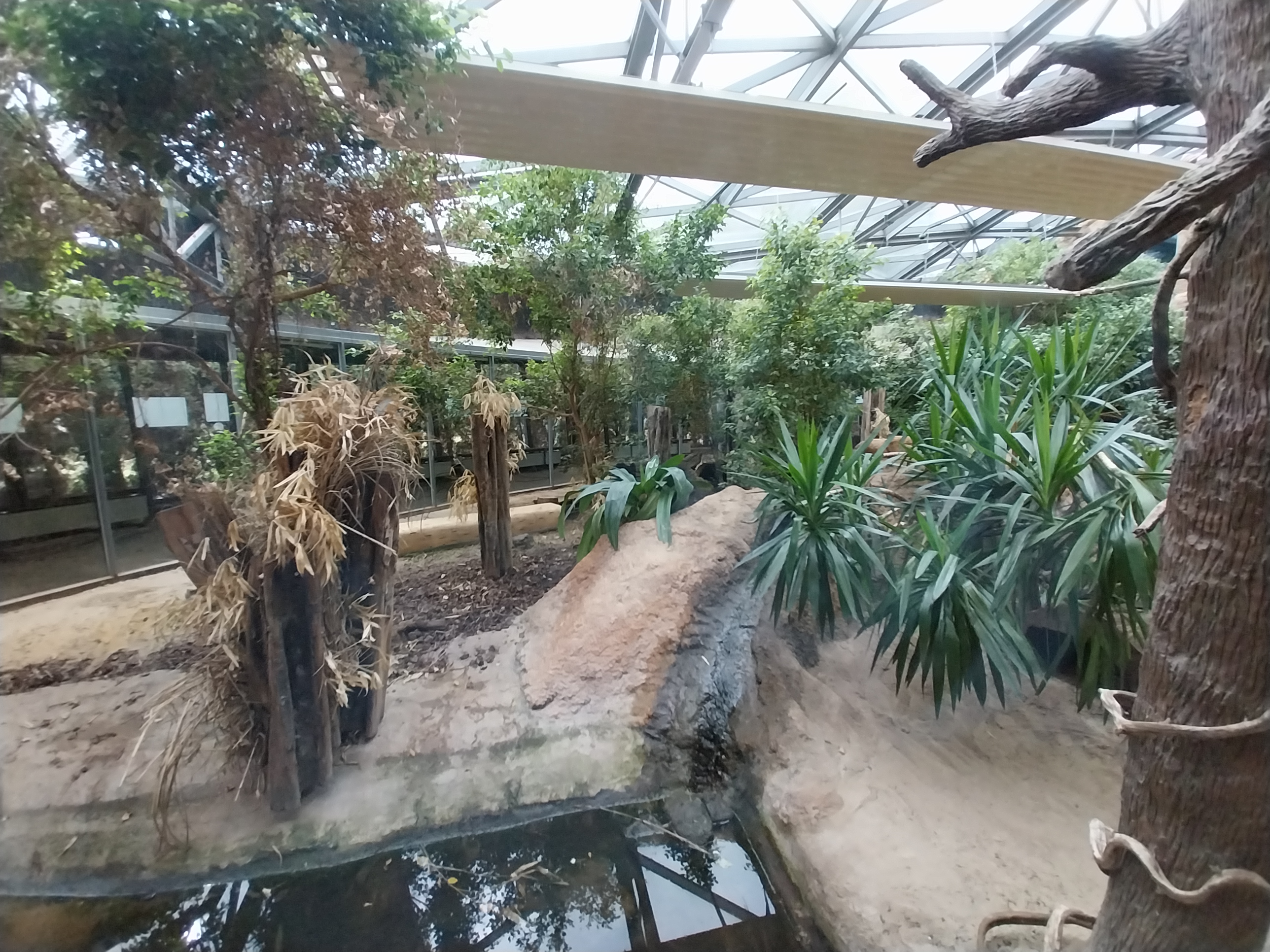 Pavilion of Cold-blooded Animals - Komodo Dragon (Varanus komodoensis)