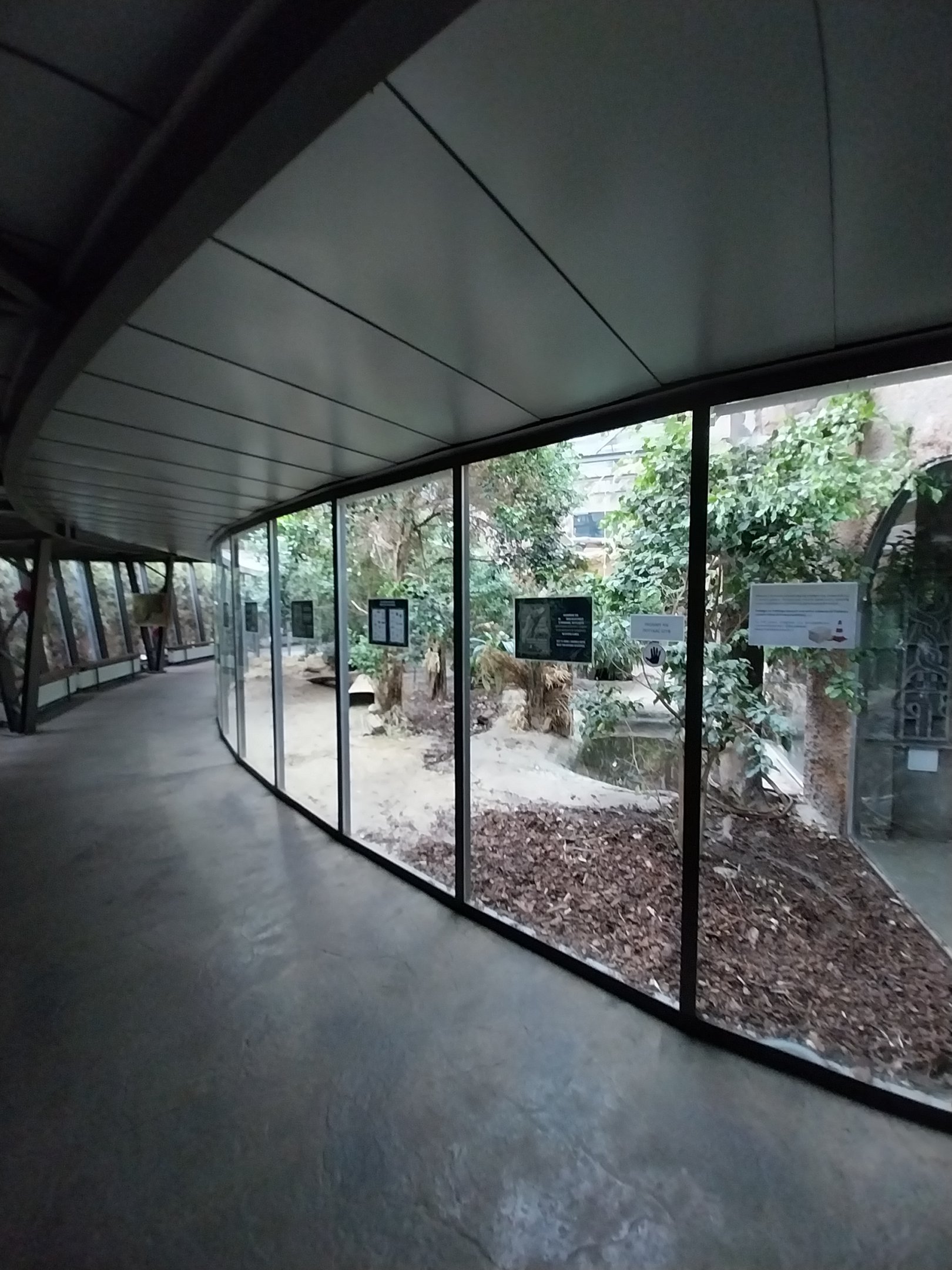 Pavilion of Cold-blooded Animals - Komodo Dragon (Varanus komodoensis)