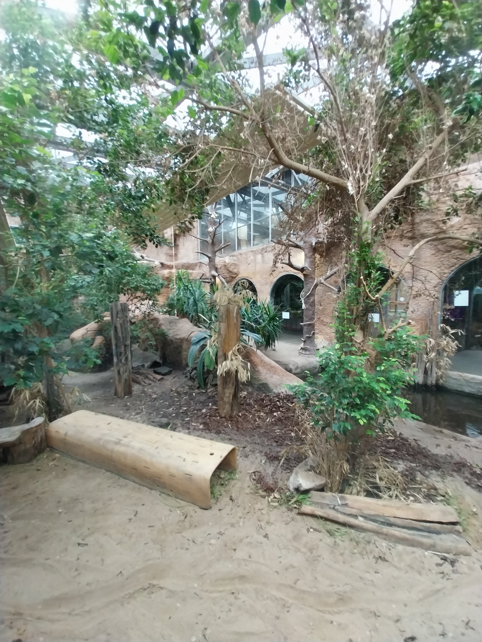 Pavilion of Cold-blooded Animals - Komodo Dragon (Varanus komodoensis)