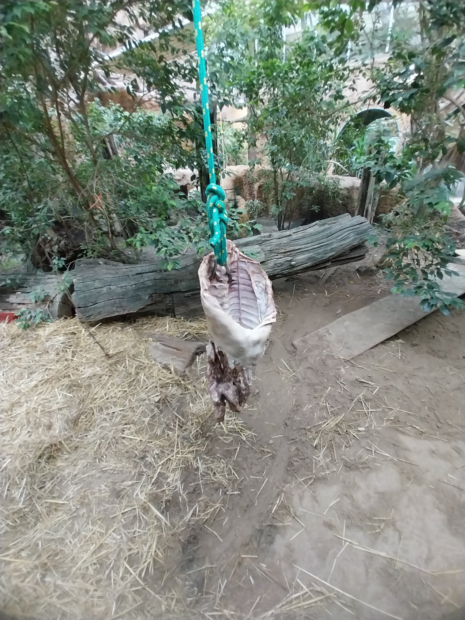 Pavilion of Cold-blooded Animals - Komodo Dragon (Varanus komodoensis)