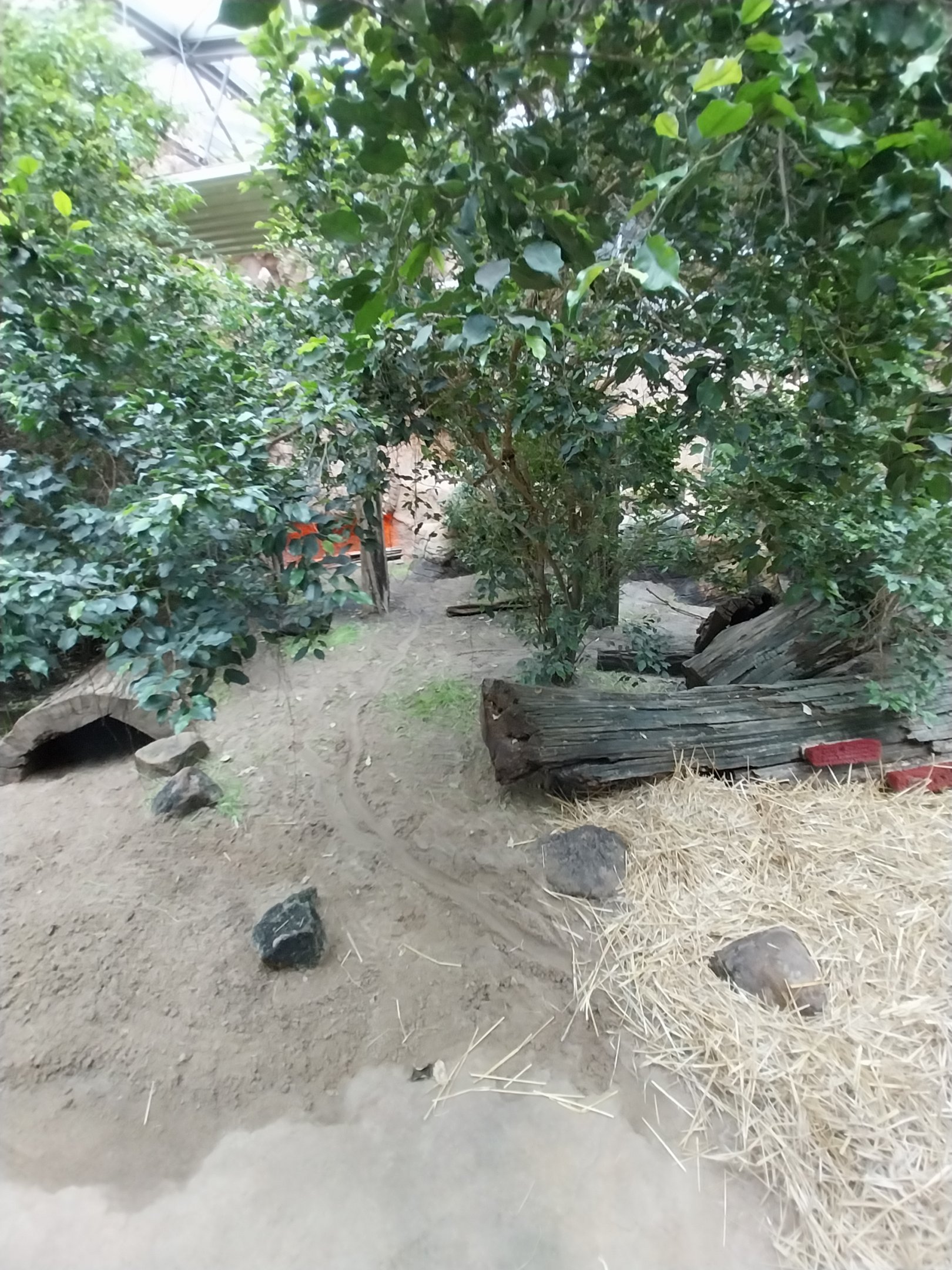 Pavilion of Cold-blooded Animals - Komodo Dragon (Varanus komodoensis)