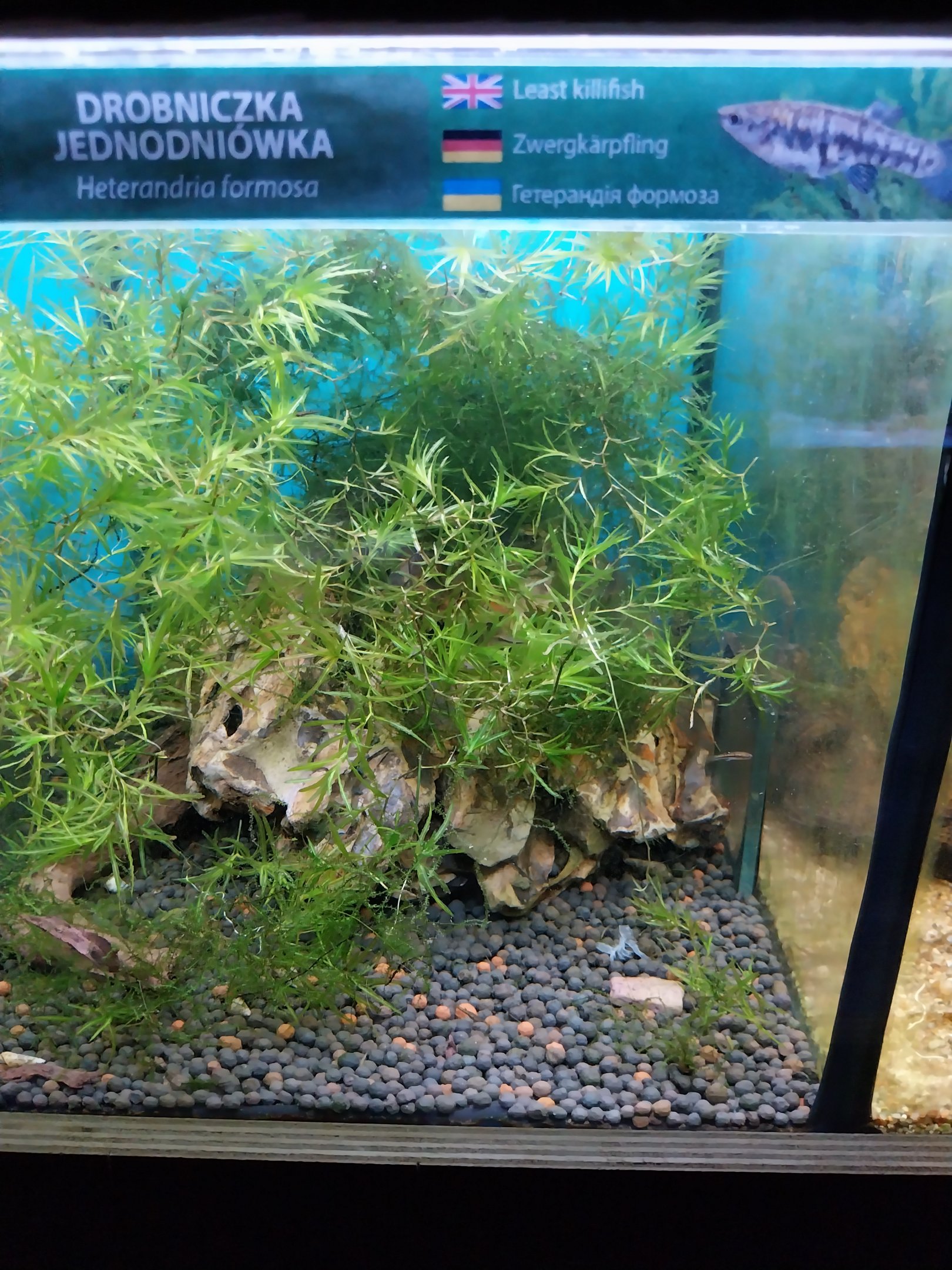 Pavilion of Cold-blooded Animals - Least Killifish (Heterandria formosa)